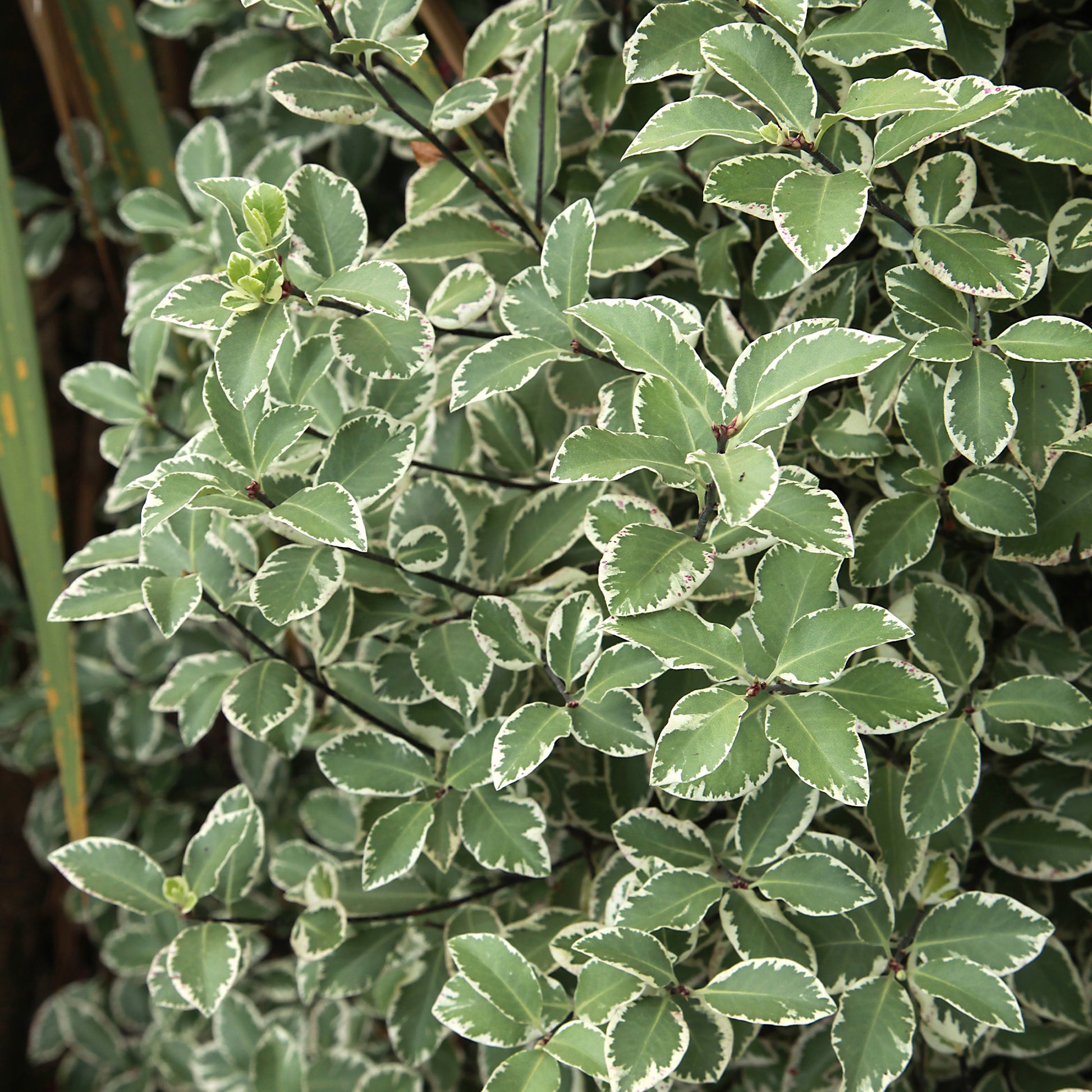 Immergrüne Sträucher - Pittosporum 'Variegatum' - Pittosporum tenuifolium Variegatum