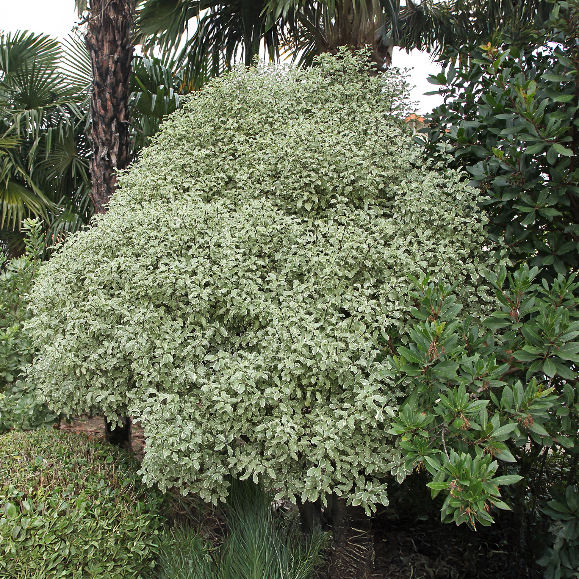 Verkauf Pittosporum 'Variegatum' - Immergrüne Sträucher