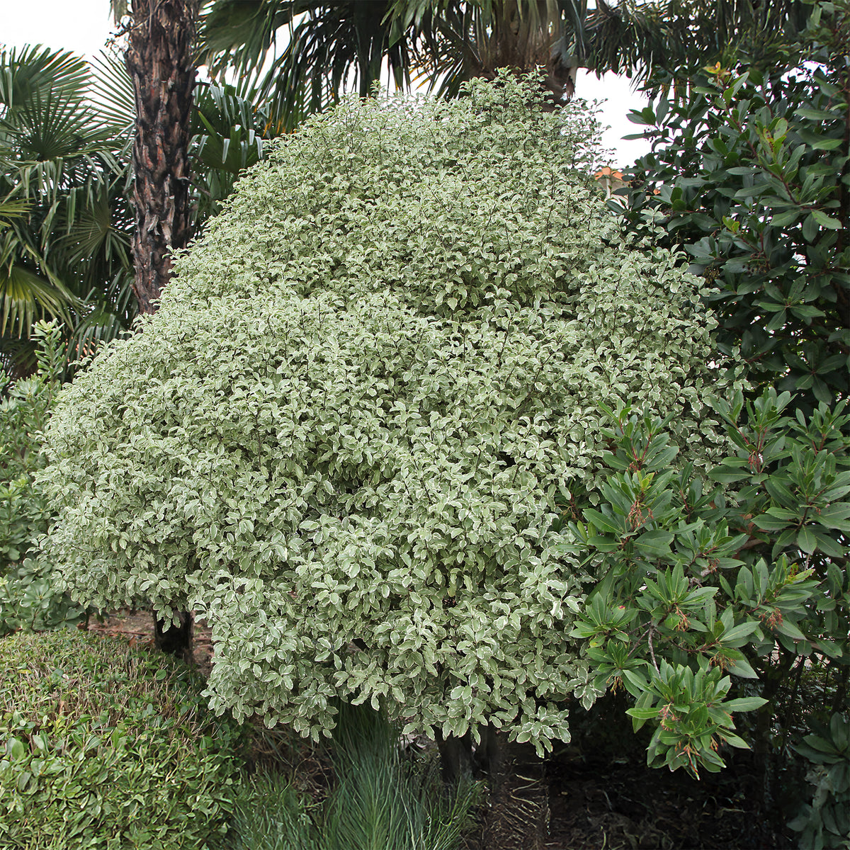 Verkauf Pittosporum 'Variegatum' - Immergrüne Sträucher
