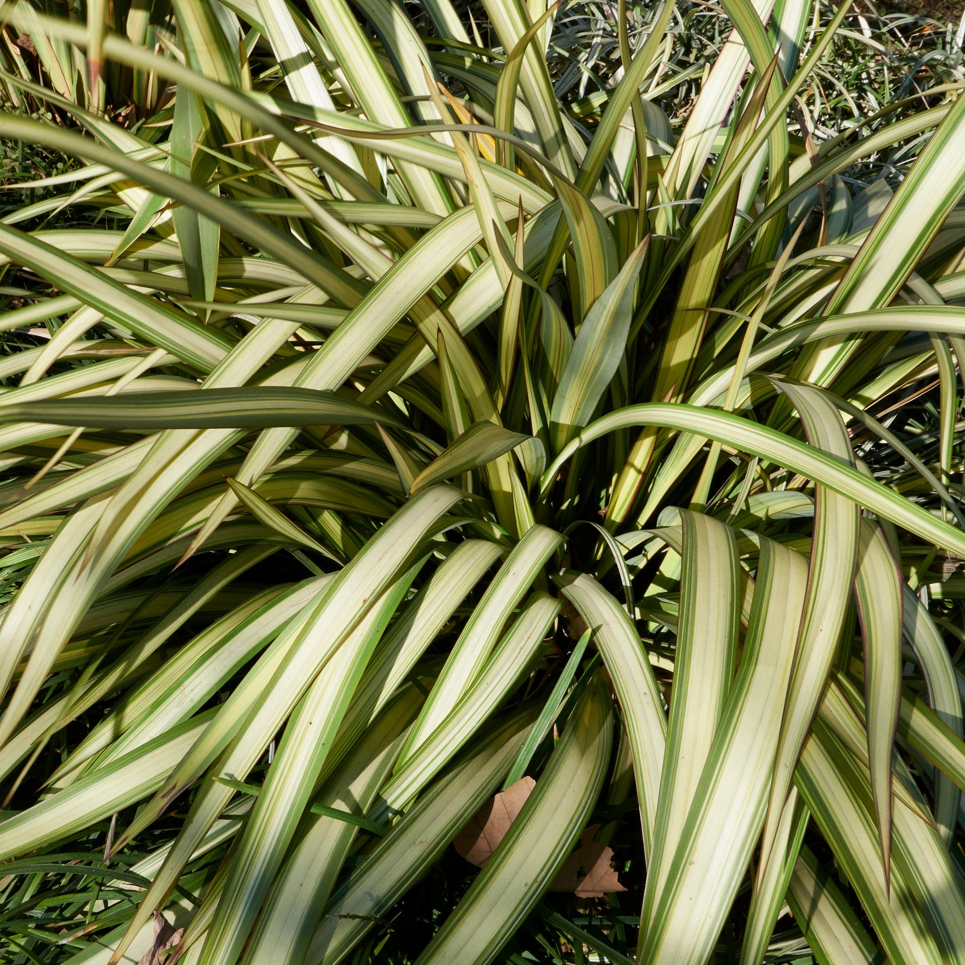 Neuseeländischer Flachs Tricolor - Phormium tricolor - Bakker