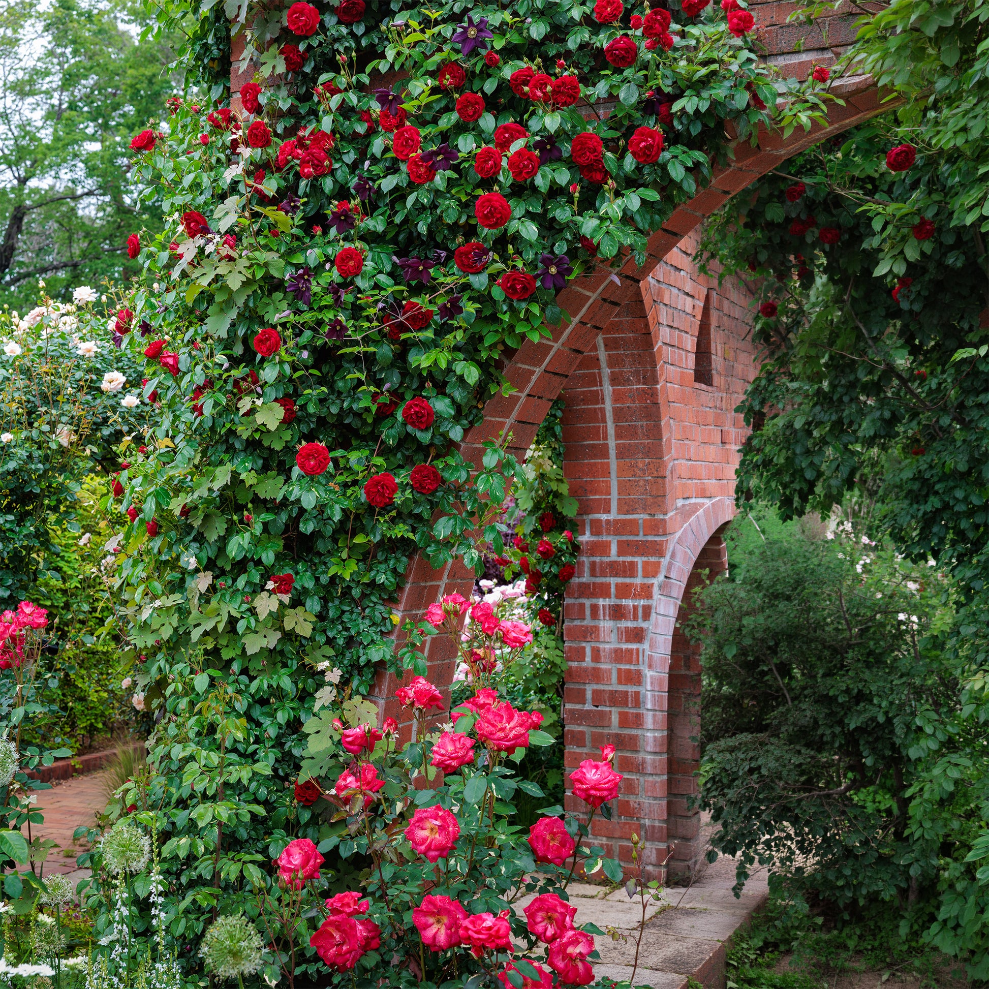 Rosa sympathie® - Rose Sympathie® - Duftrosen