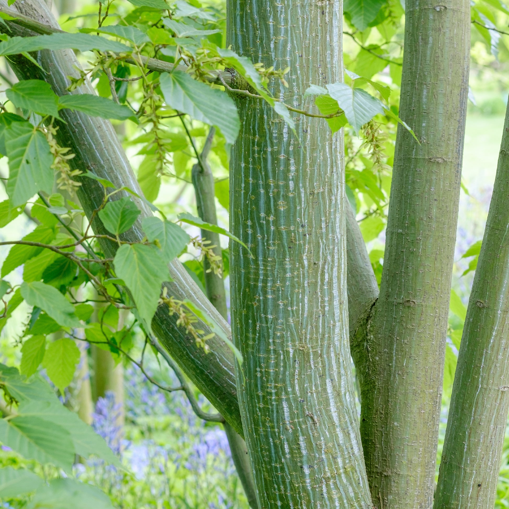 Ahorn - Schlangenhaut-Ahorn - Acer davidii