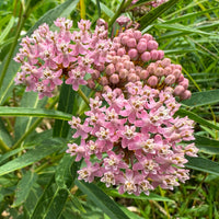 Sumpf-Seidenpflanze (x3) - Asclepias incarnata - Bakker