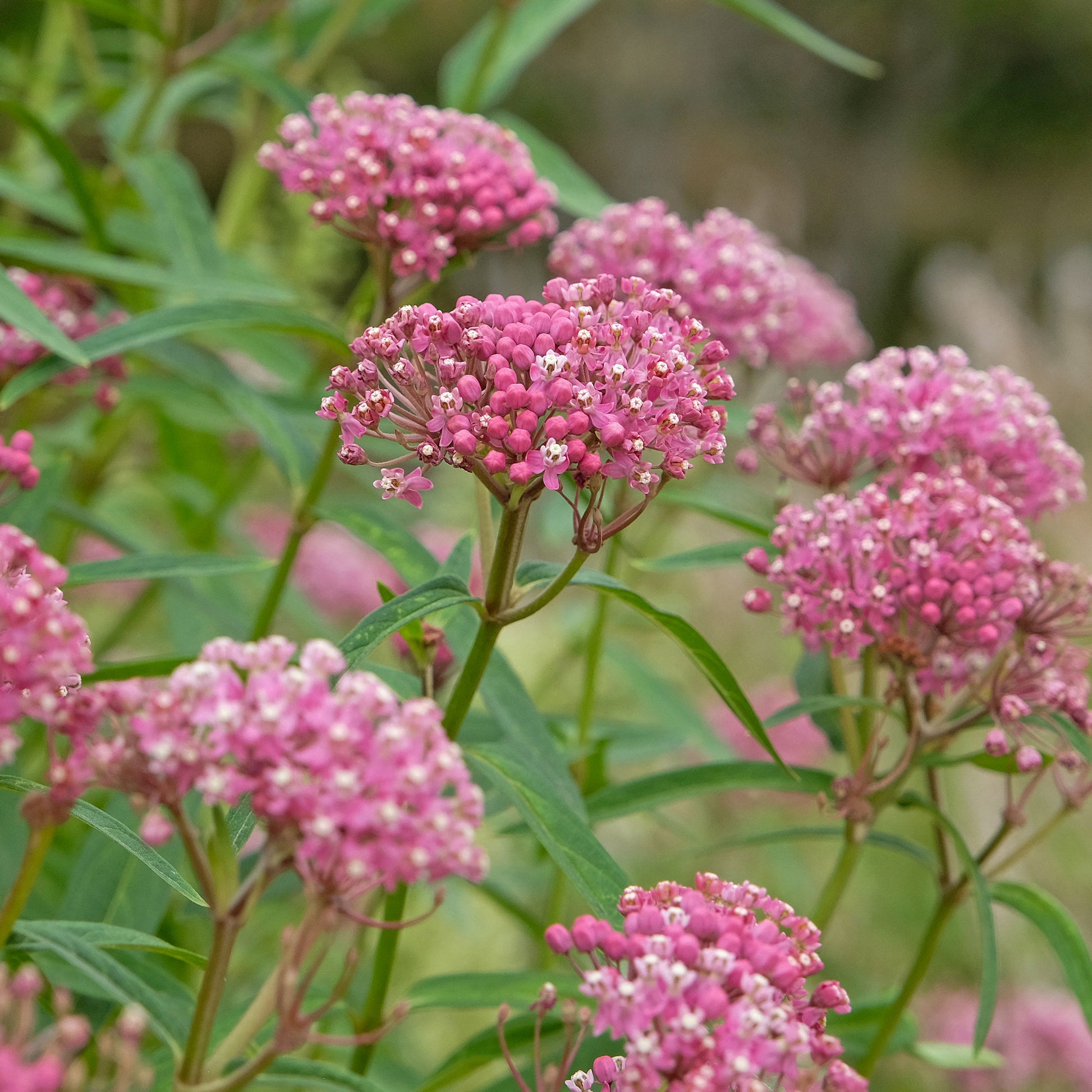 Asclepias incarnata - Sumpf-Seidenpflanze (x3) - Stauden