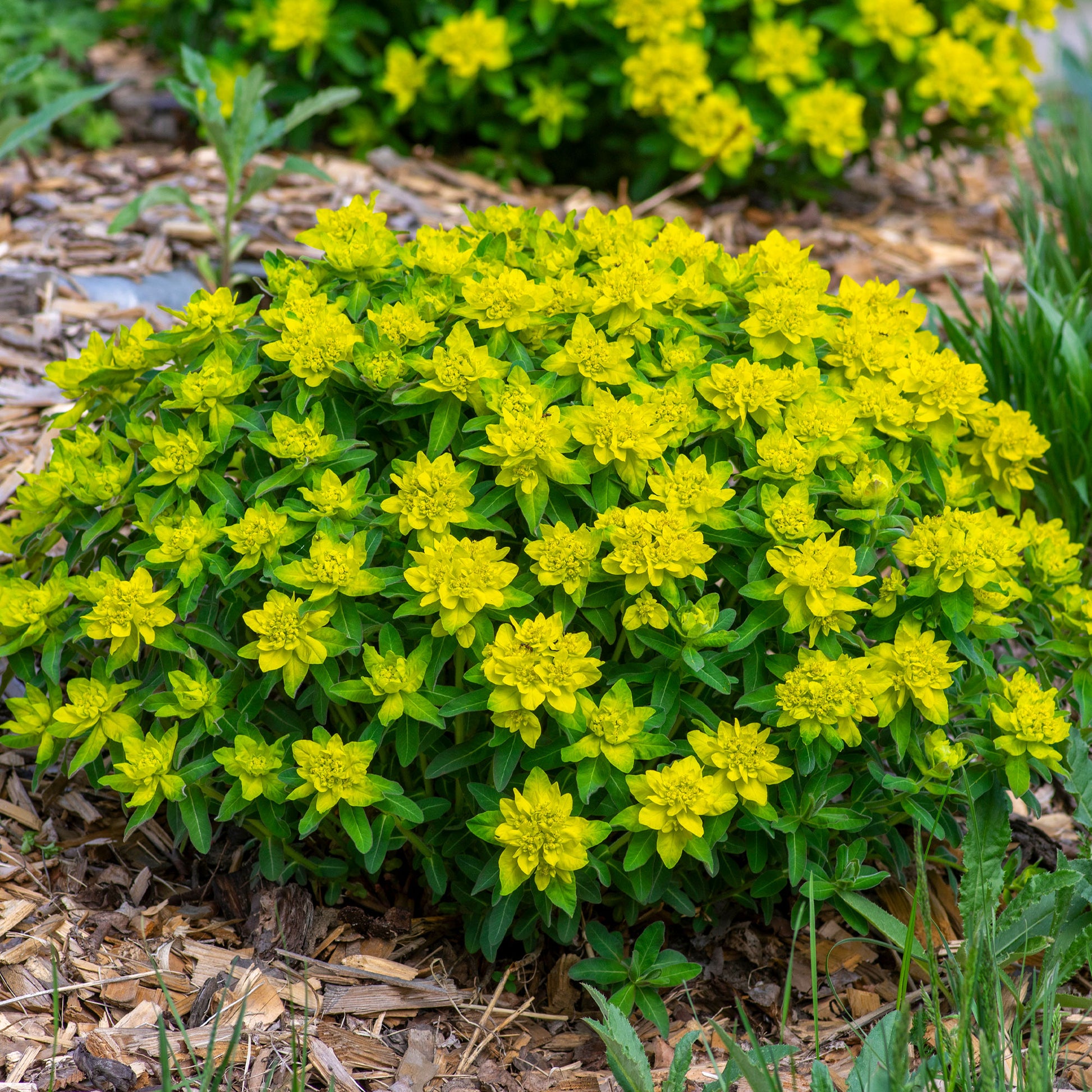 Euphorbia polychroma - Gold-Wolfsmilch - Wolfsmilch  