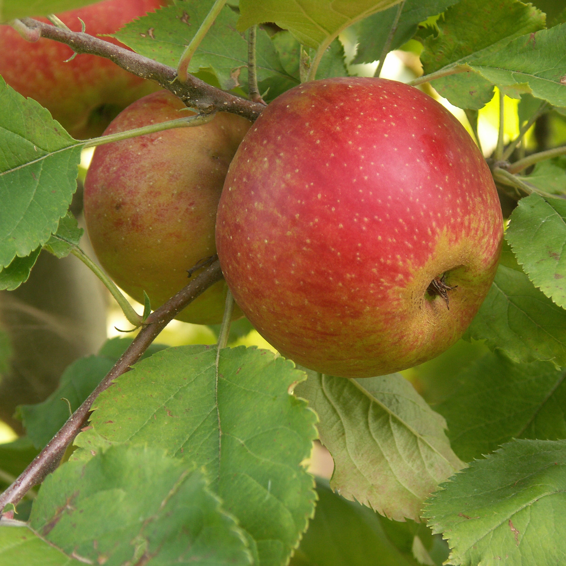 Apfelbaum Rode Boskoop - Malus domestica Rode Boskoop - Bakker