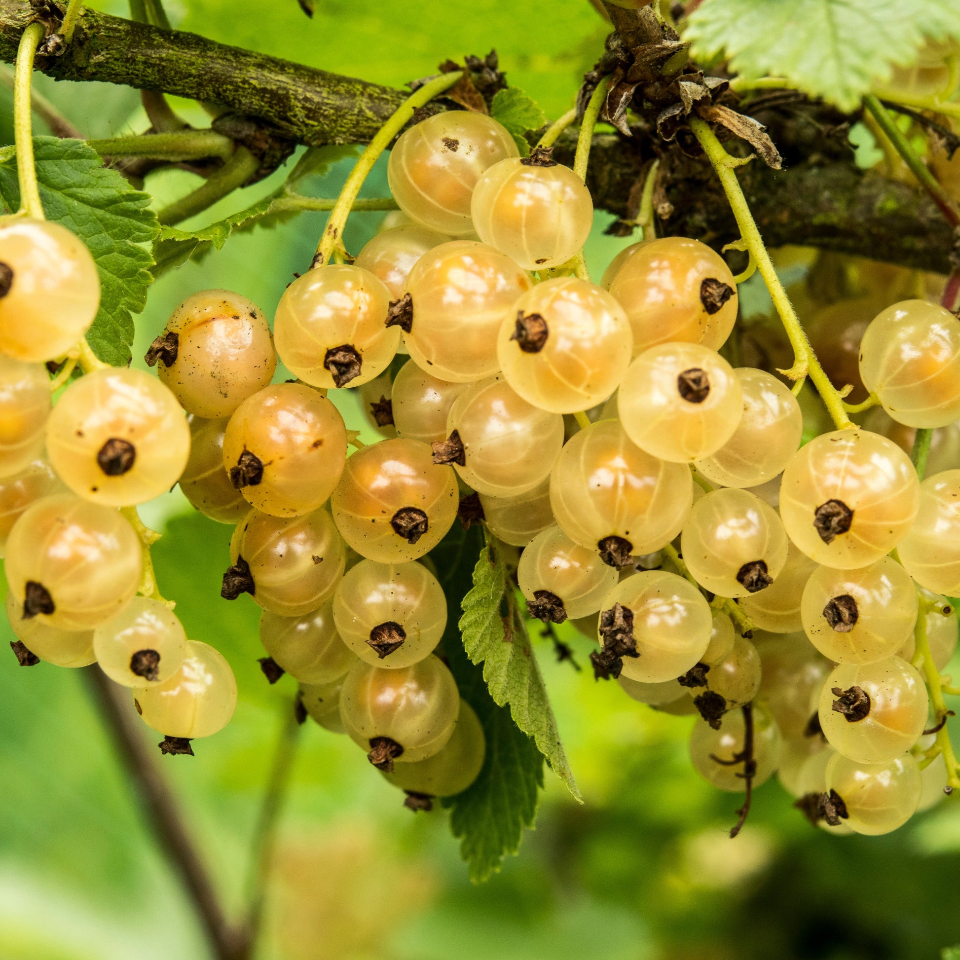 Weiße Johannisbeere Witte Hollander - Ribes rubrum Witte Hollander - Bakker