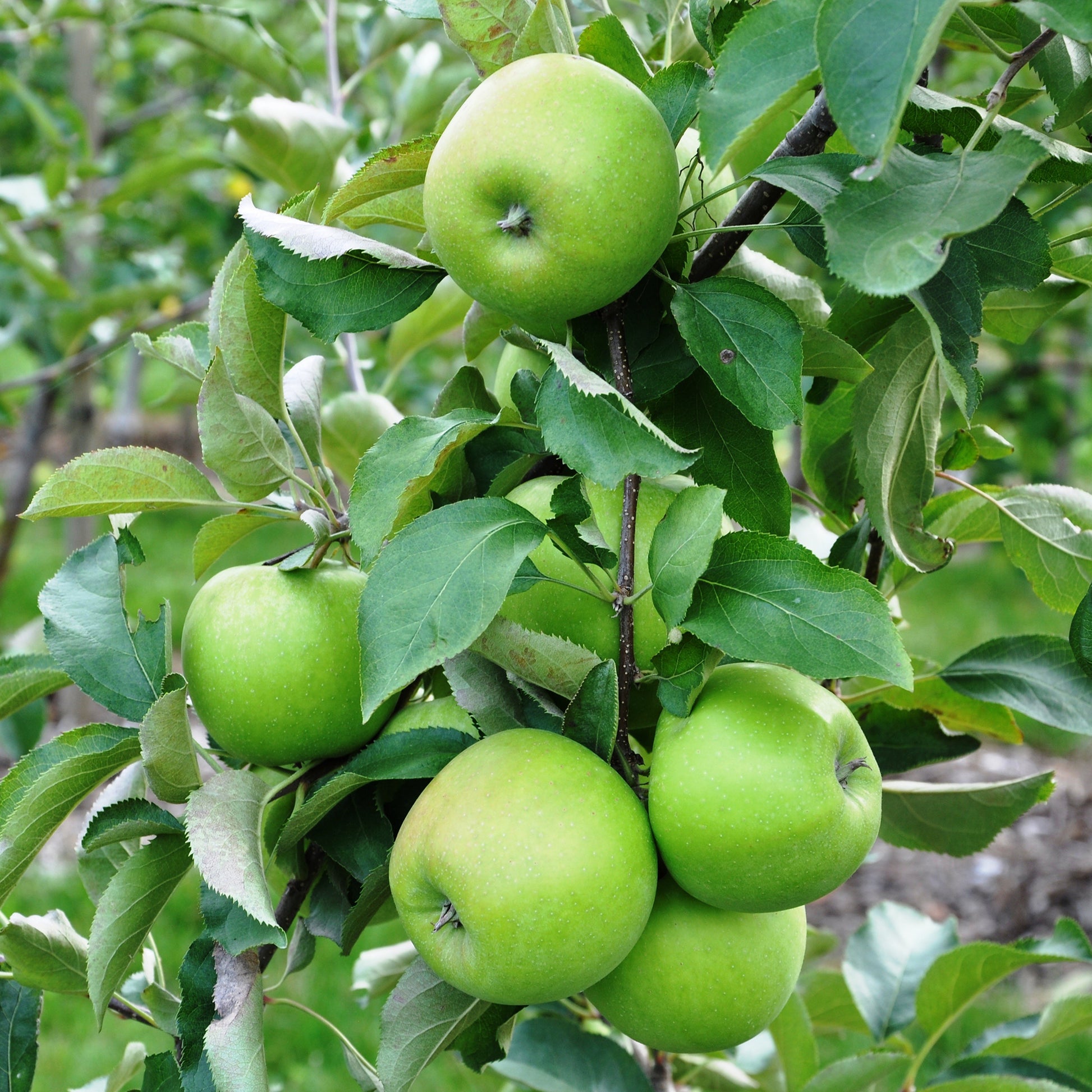 Apfelbäume - Apfelbaum Granny Smith - Malus domestica 'granny smith'