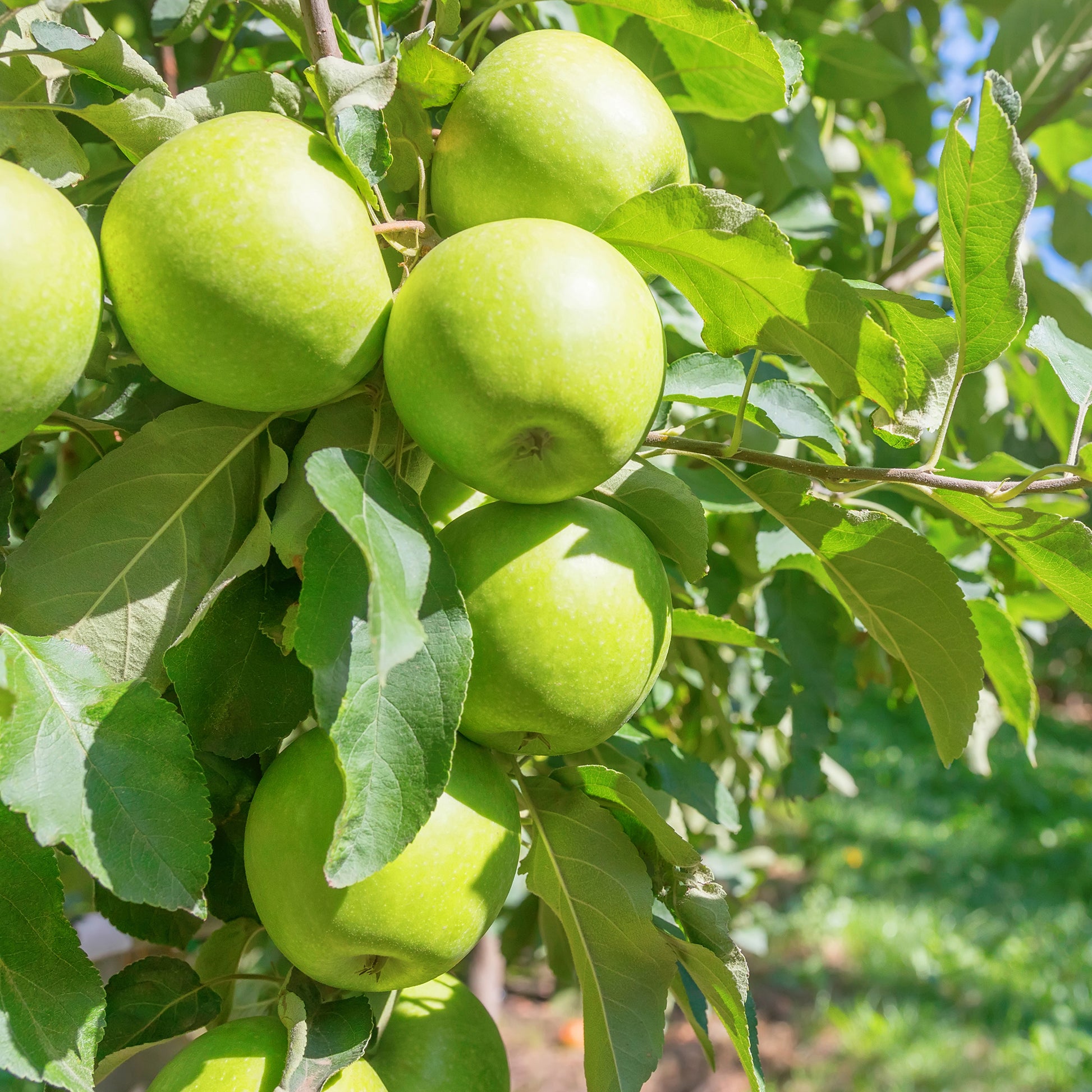 Malus domestica 'granny smith' - Apfelbaum Granny Smith - Apfelbäume