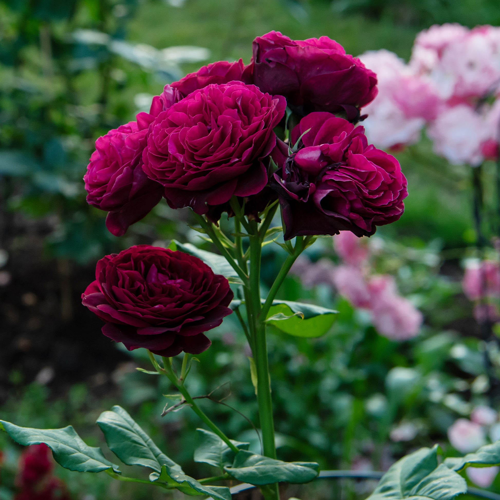 Rosa astrid gräfin von hardenberg ® - Rosenstrauch Astrid Gräfin von Hardenberg ® - Duftrosen