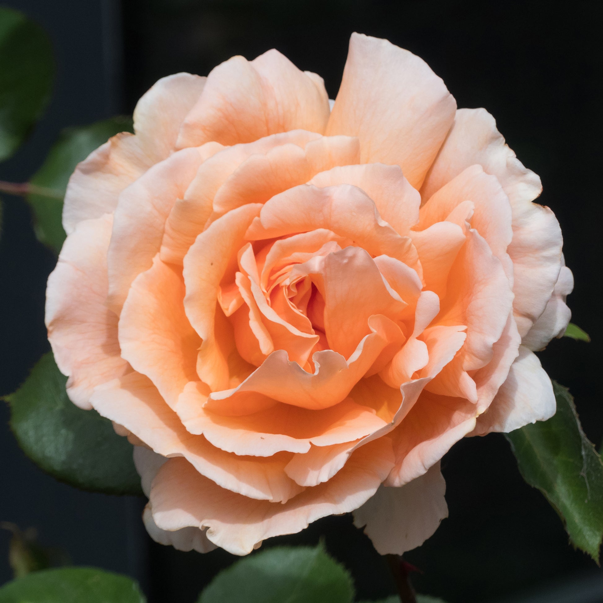 Rosa just joey ® - Edelrose Just Joey ® - Duftrosen