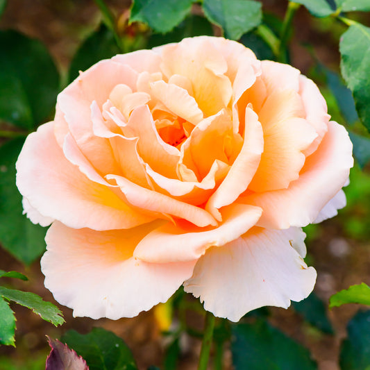 Edelrose Just Joey ® - Bakker