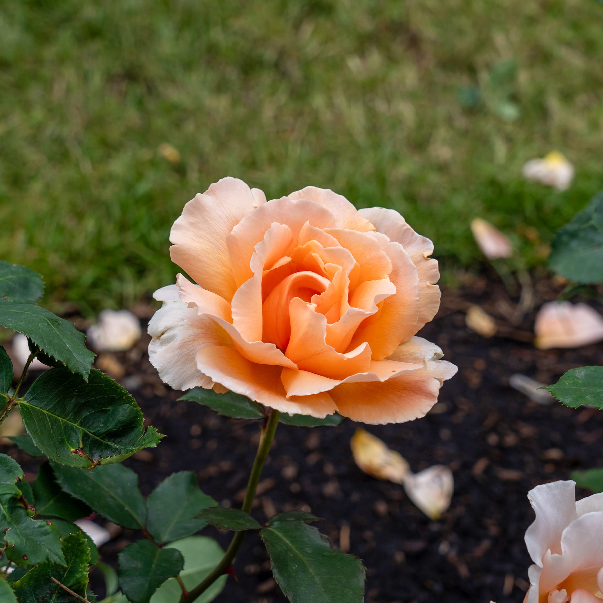 Edelrose Just Joey ® - Rosa just joey ® - Bakker