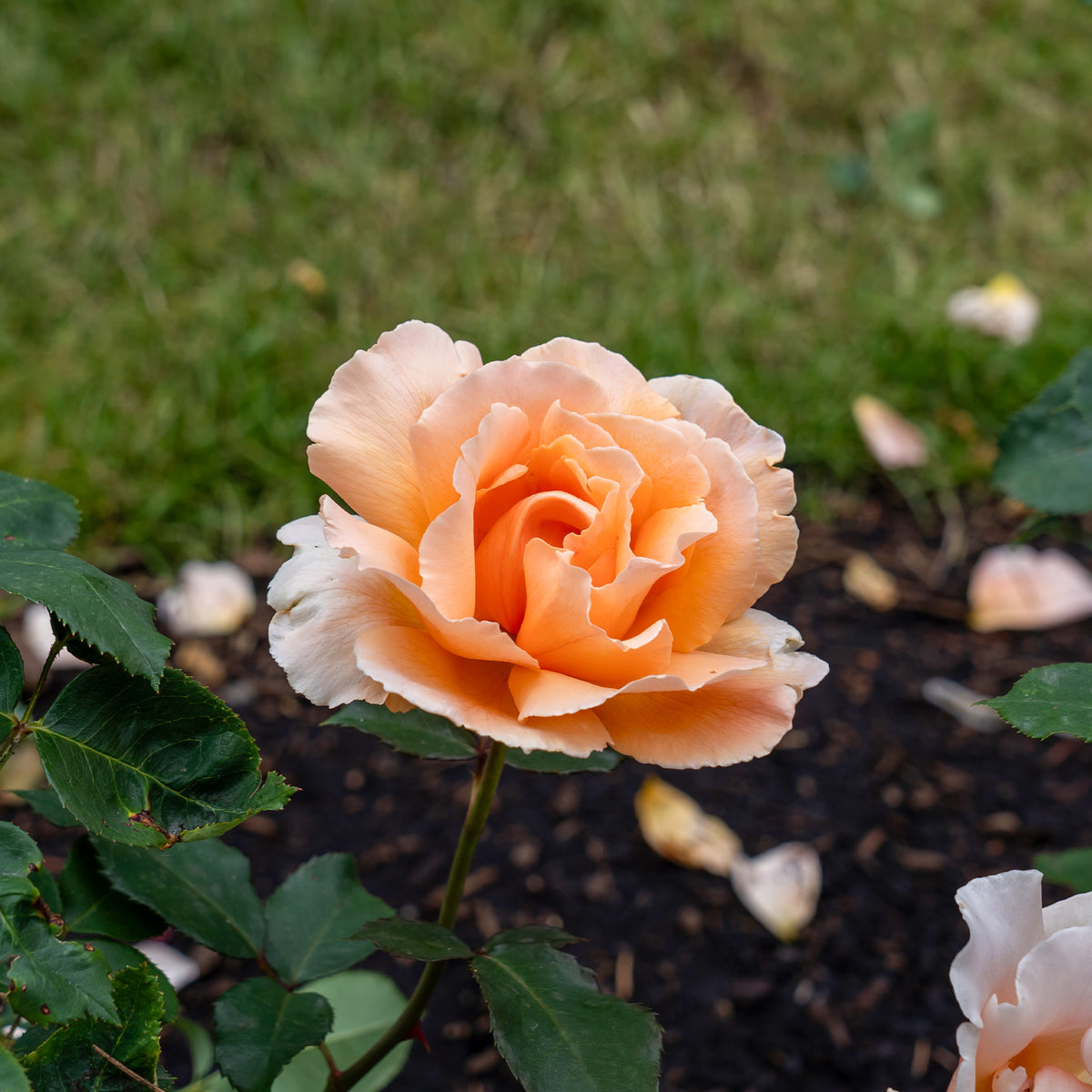 Edelrose Just Joey ® - Rosa just joey ® - Bakker