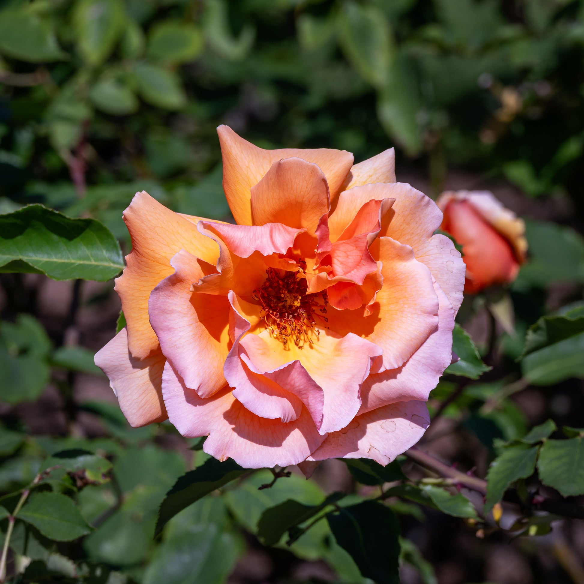 Verkauf Edelrose Just Joey ® - Rosa just joey ®