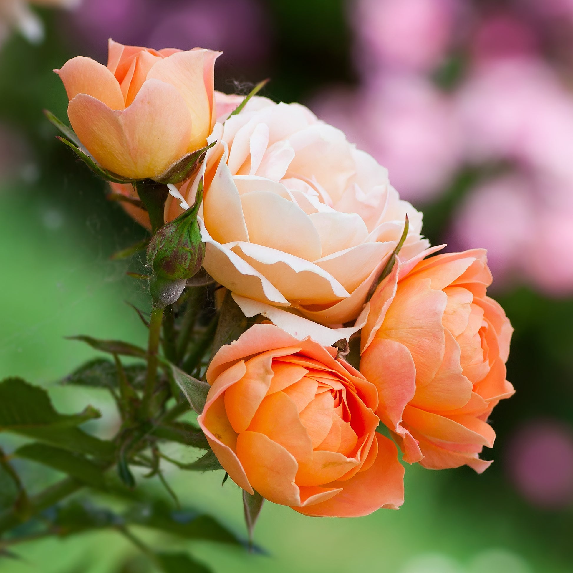 Rosa sweet dream ® - Rose Sweet Dream ® - Rosen