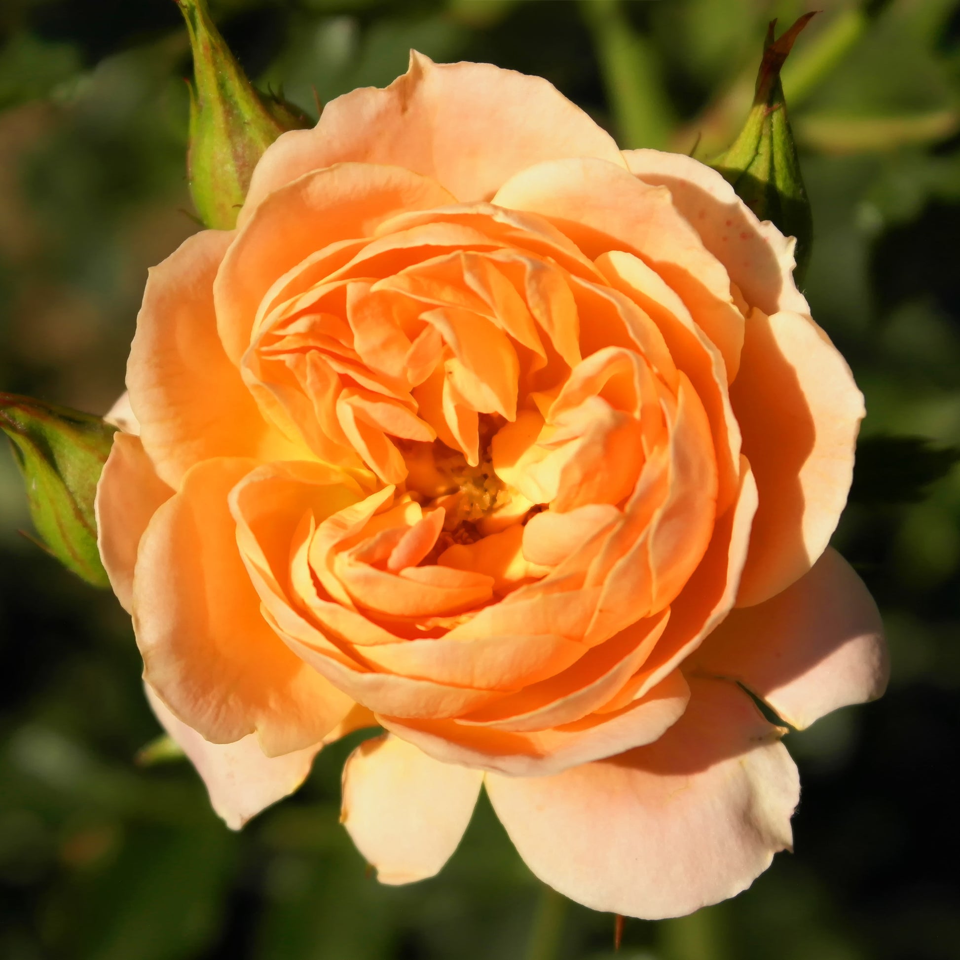 Rosen - Rose Sweet Dream ® - Rosa sweet dream ®