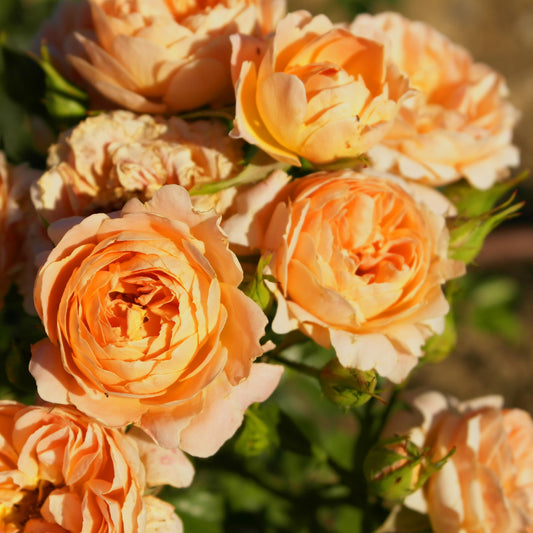 Rose Sweet Dream ® - Bakker