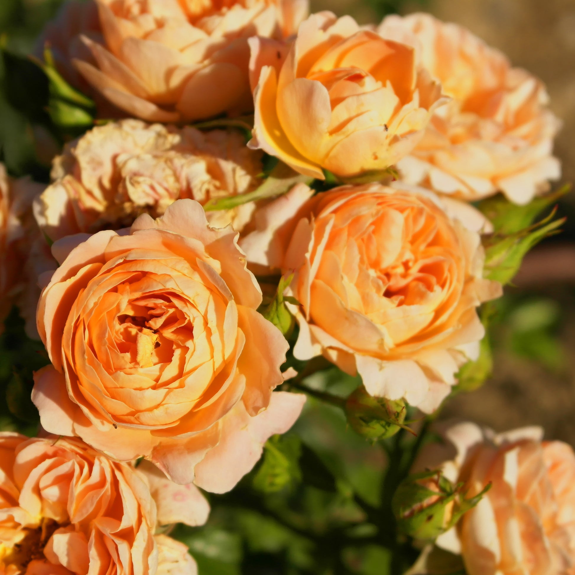Rose Sweet Dream ® - Bakker