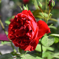 Kletterrosen - Kletterrose Florentina ® - Rosa Florentina ®