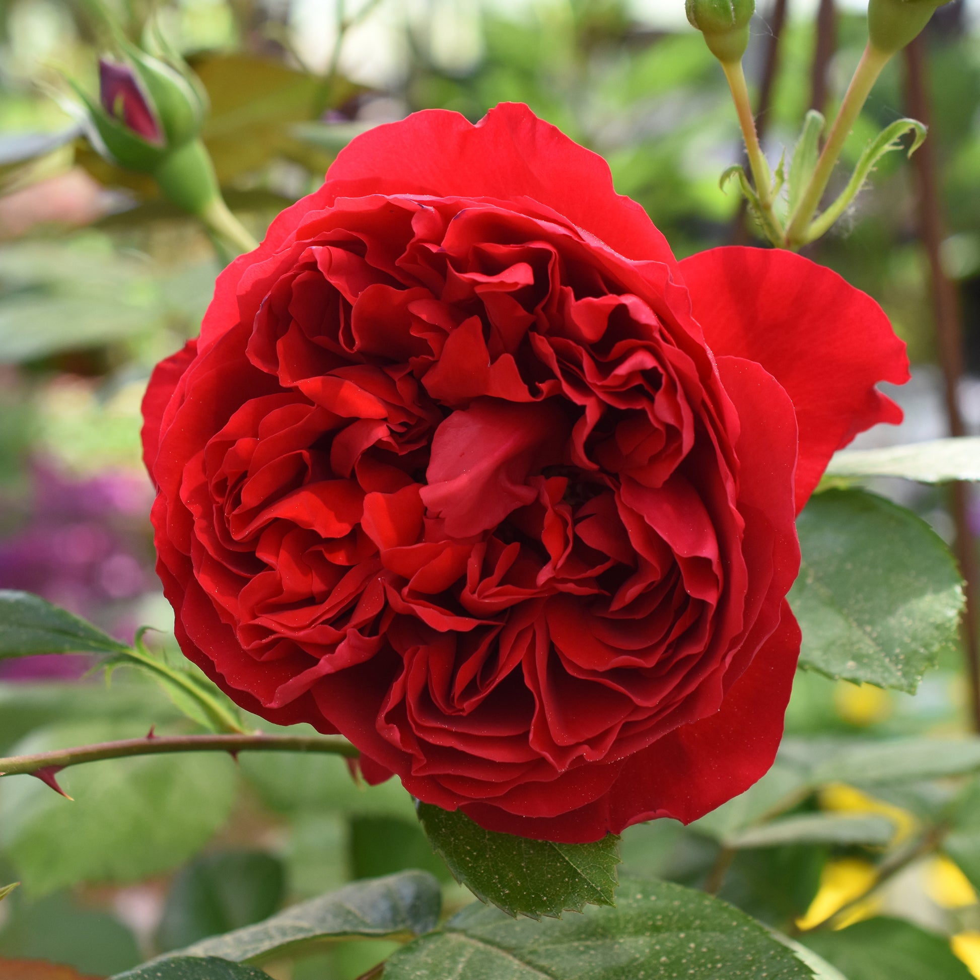 Kletterrose Florentina ® - Bakker