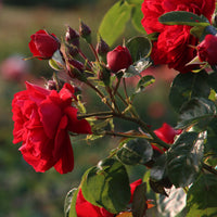 Rosa Florentina ® - Kletterrose Florentina ® - Kletterrosen