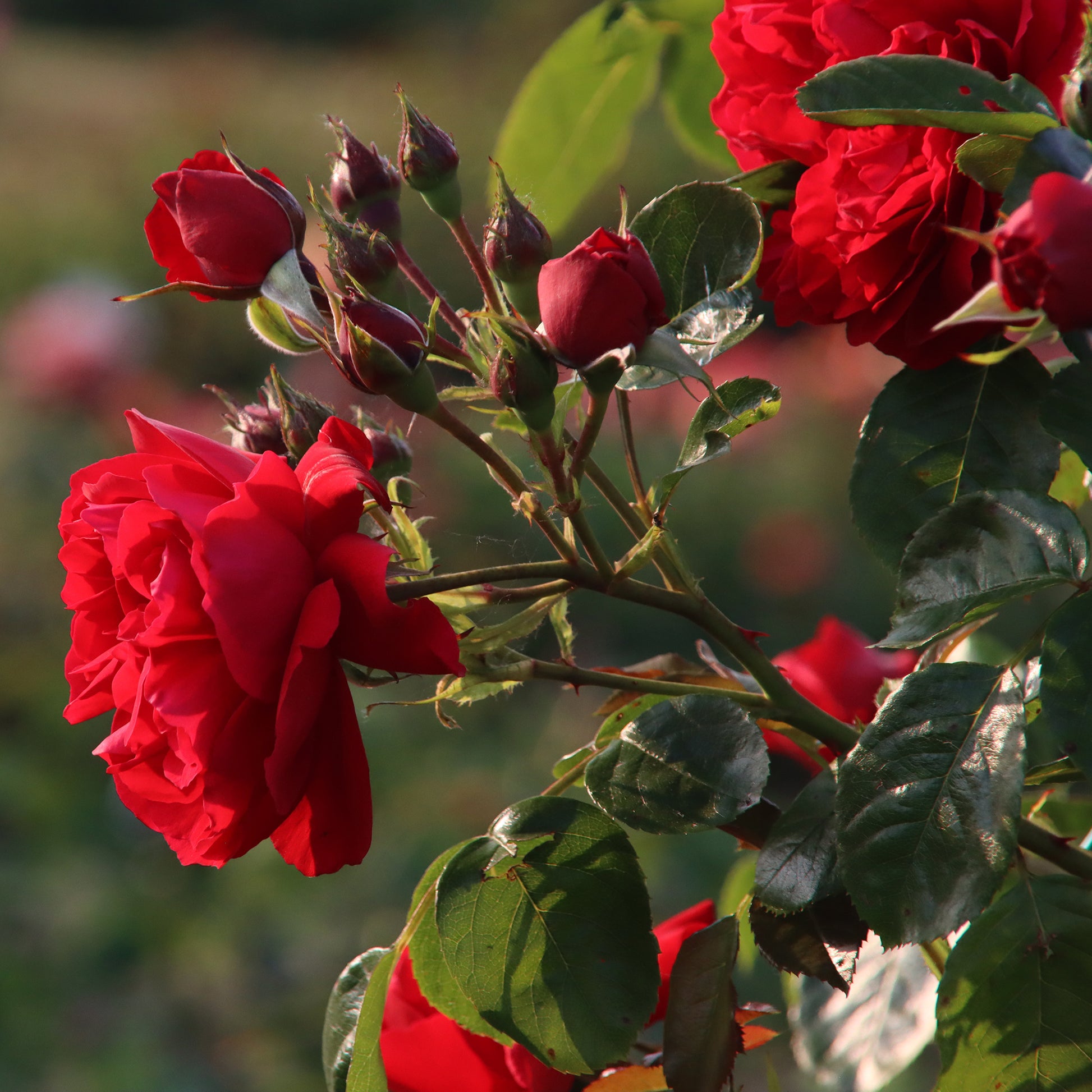 Rosa Florentina ® - Kletterrose Florentina ® - Kletterrosen