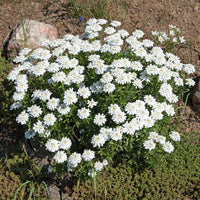 Iberis sempervirens 'snowflake' - Schleifenblume 'Schneeflocke' - Schleifenblume