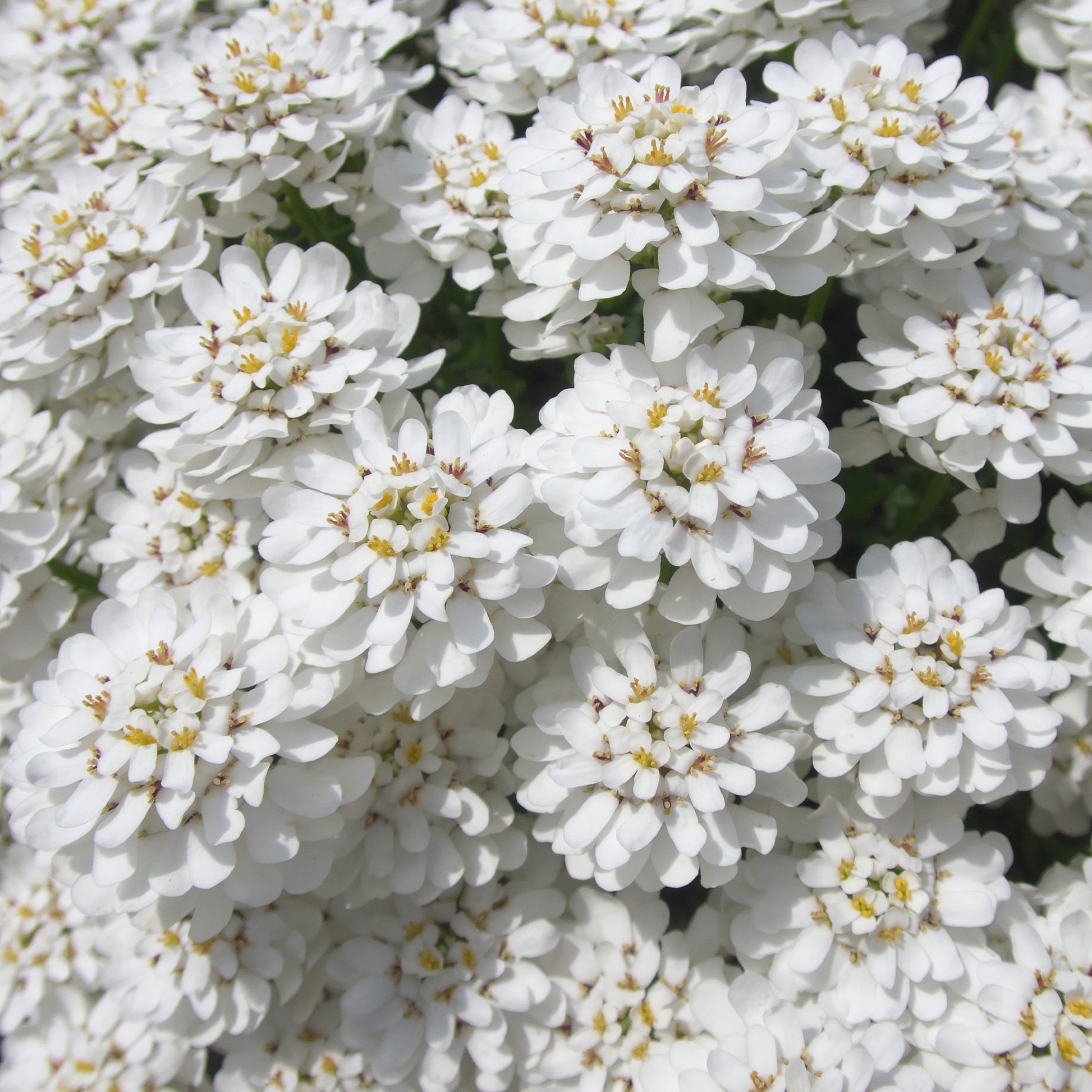 Schleifenblume 'Schneeflocke' - Iberis sempervirens 'snowflake' - Bakker