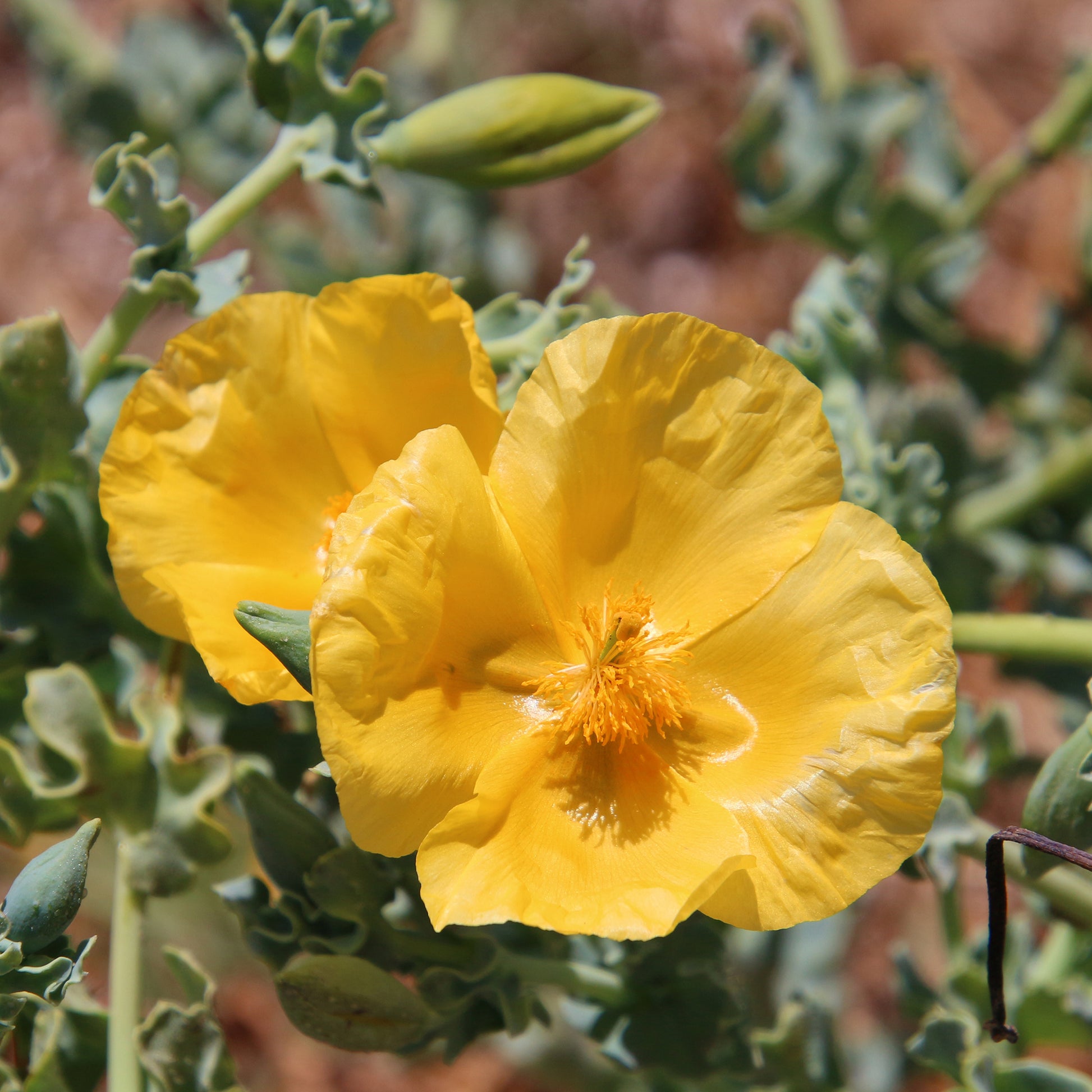 Gelber Hornmohn - Bakker