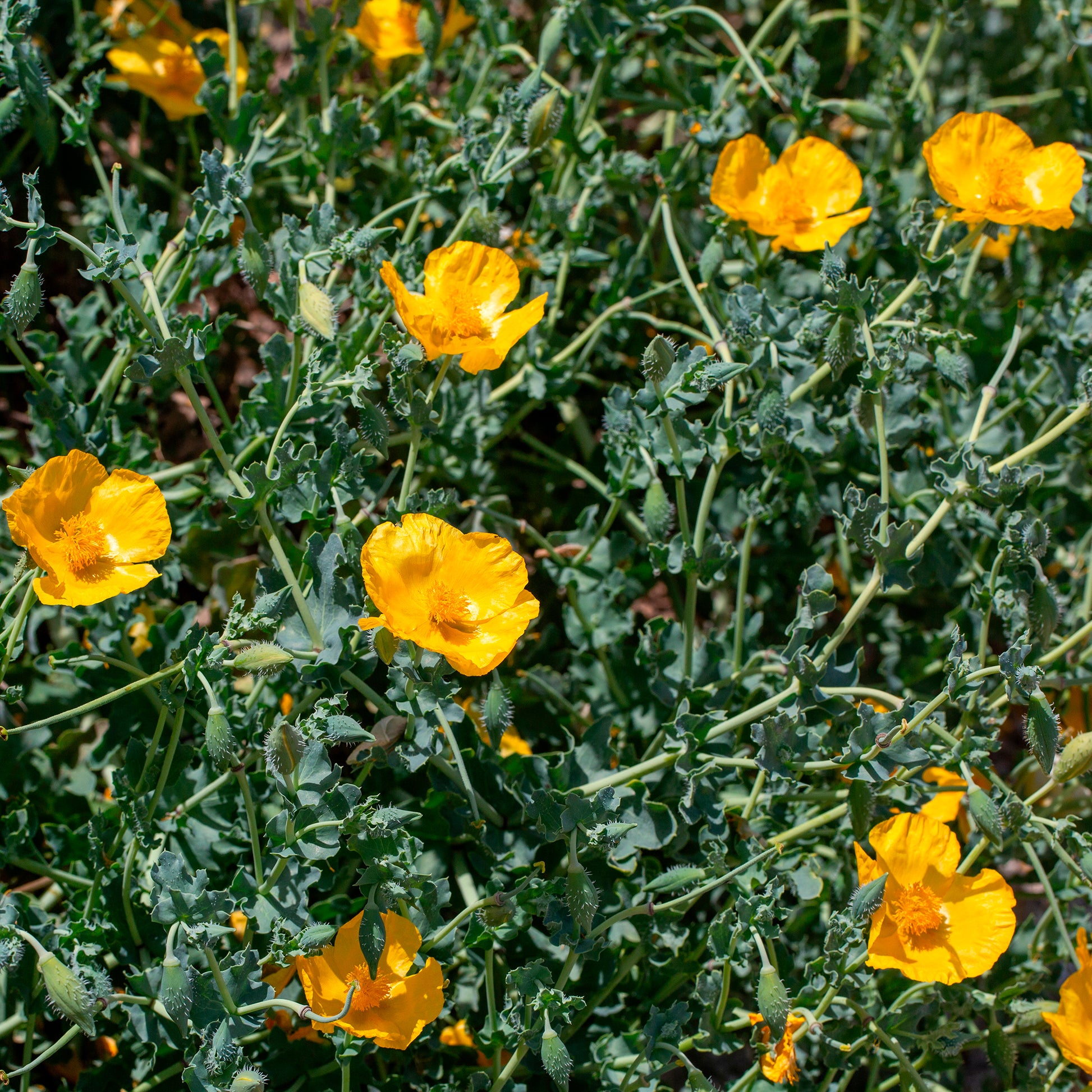 Gelber Hornmohn - Glaucium flavum - Bakker