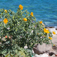 Stauden - Gelber Hornmohn - Glaucium flavum