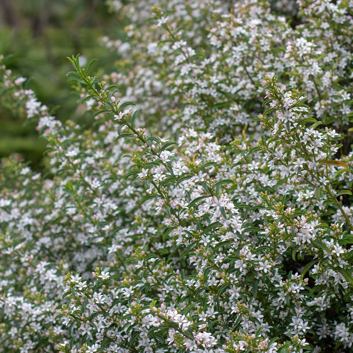 Eriostemon myoporoides (philotheca) - Wachs-Blume - Sträucher