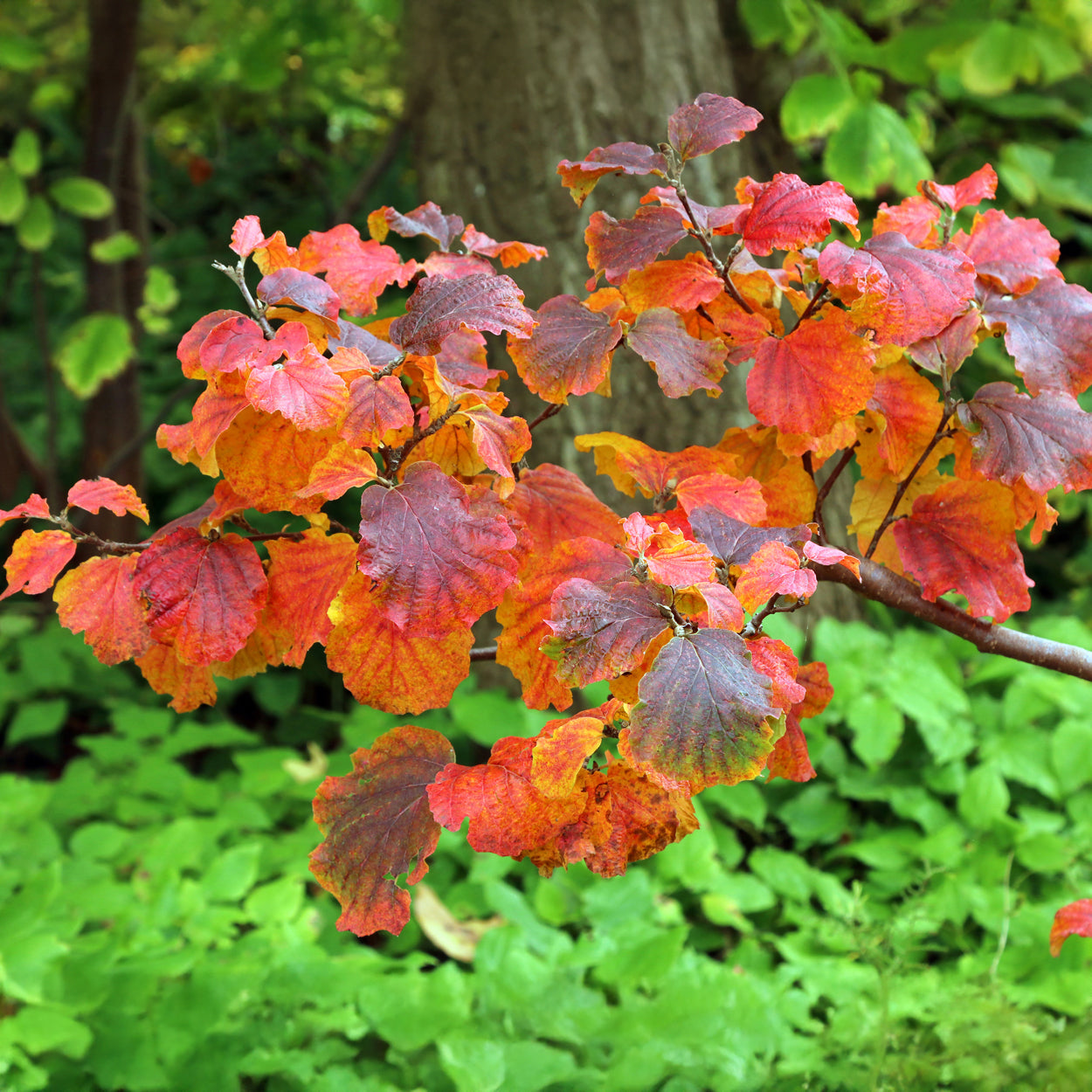 Fothergilla major - Federbuschstrauch - Balkonblumen