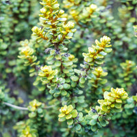 Gänseblümchenstrauch - Olearia nummulariifolia - Bakker