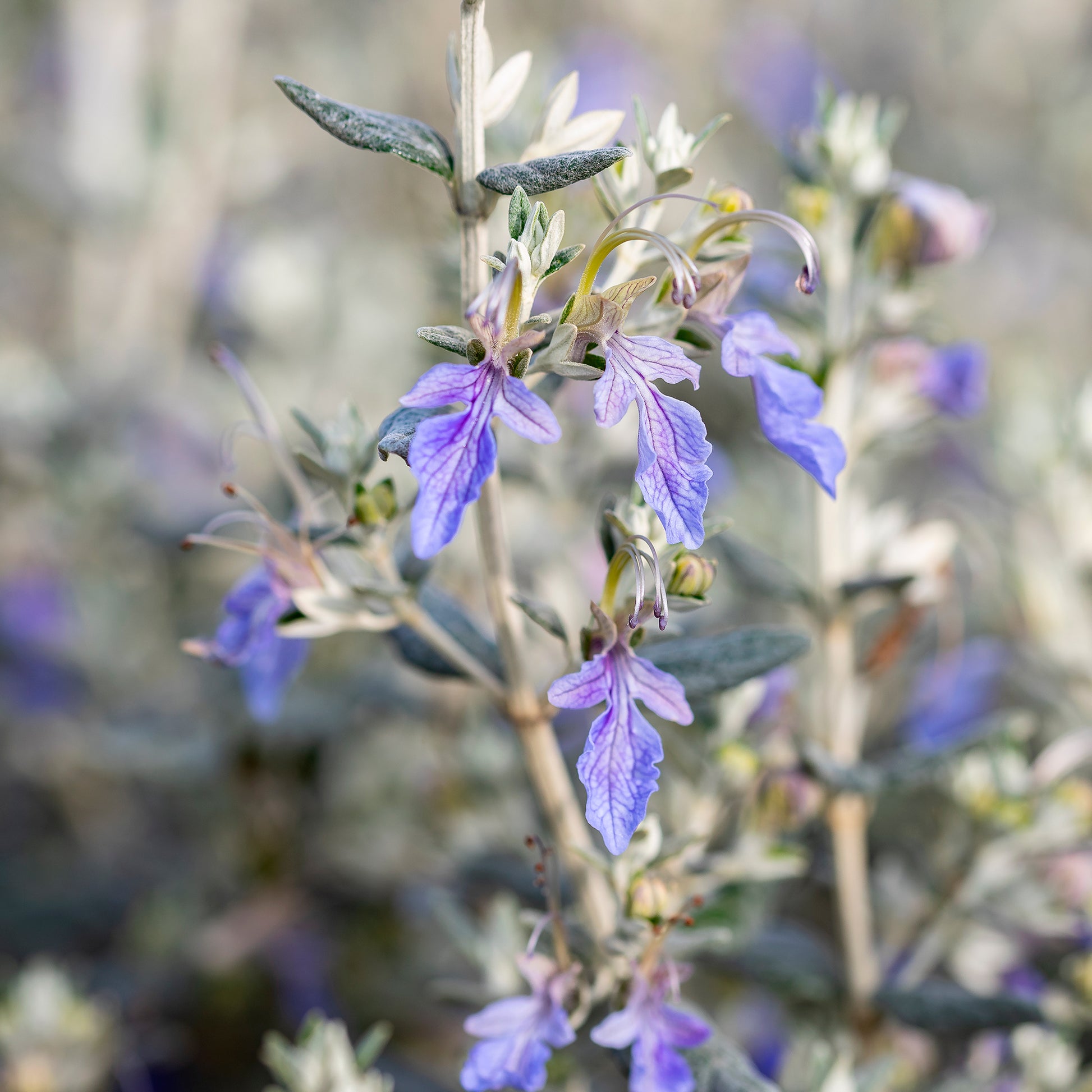 Teucrium fruticans 'azureum' - Strauch-Gamander 'Azureum' - Stauden