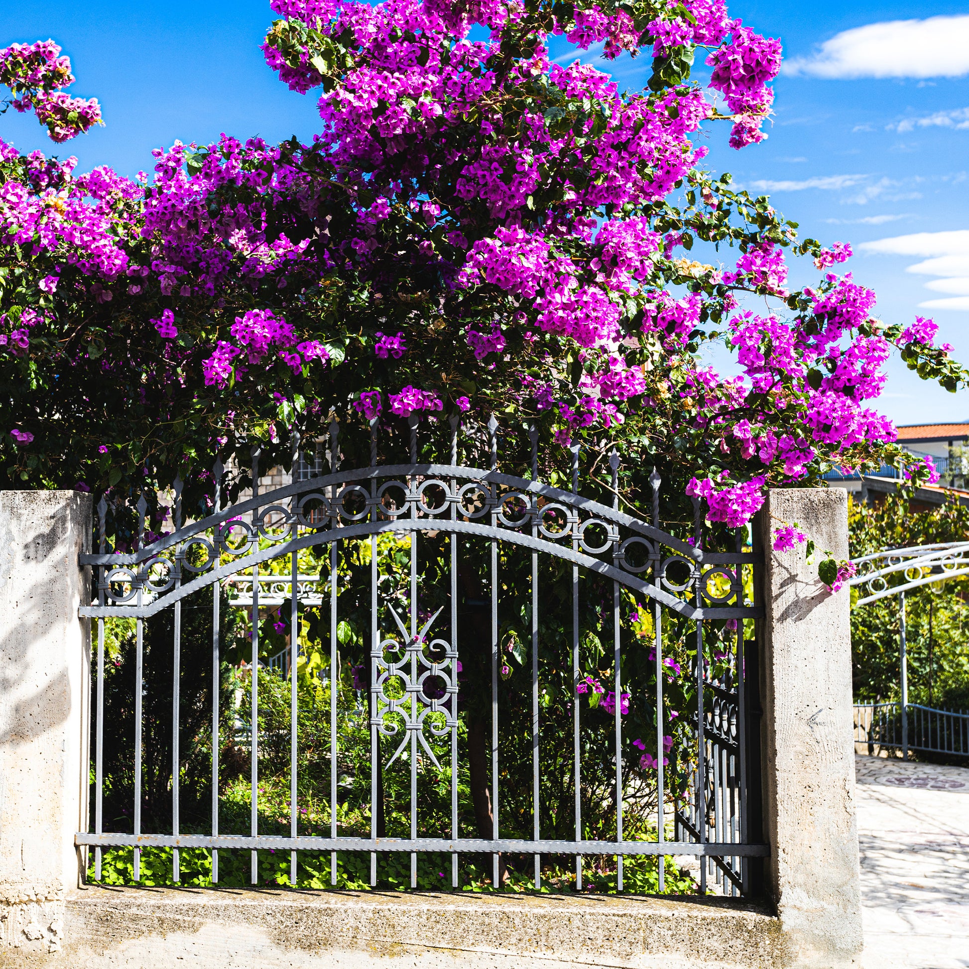 Bougainvillea Violet de Mèze - Bougainvillea ‘Violet de Meze’ - Bougainvillea