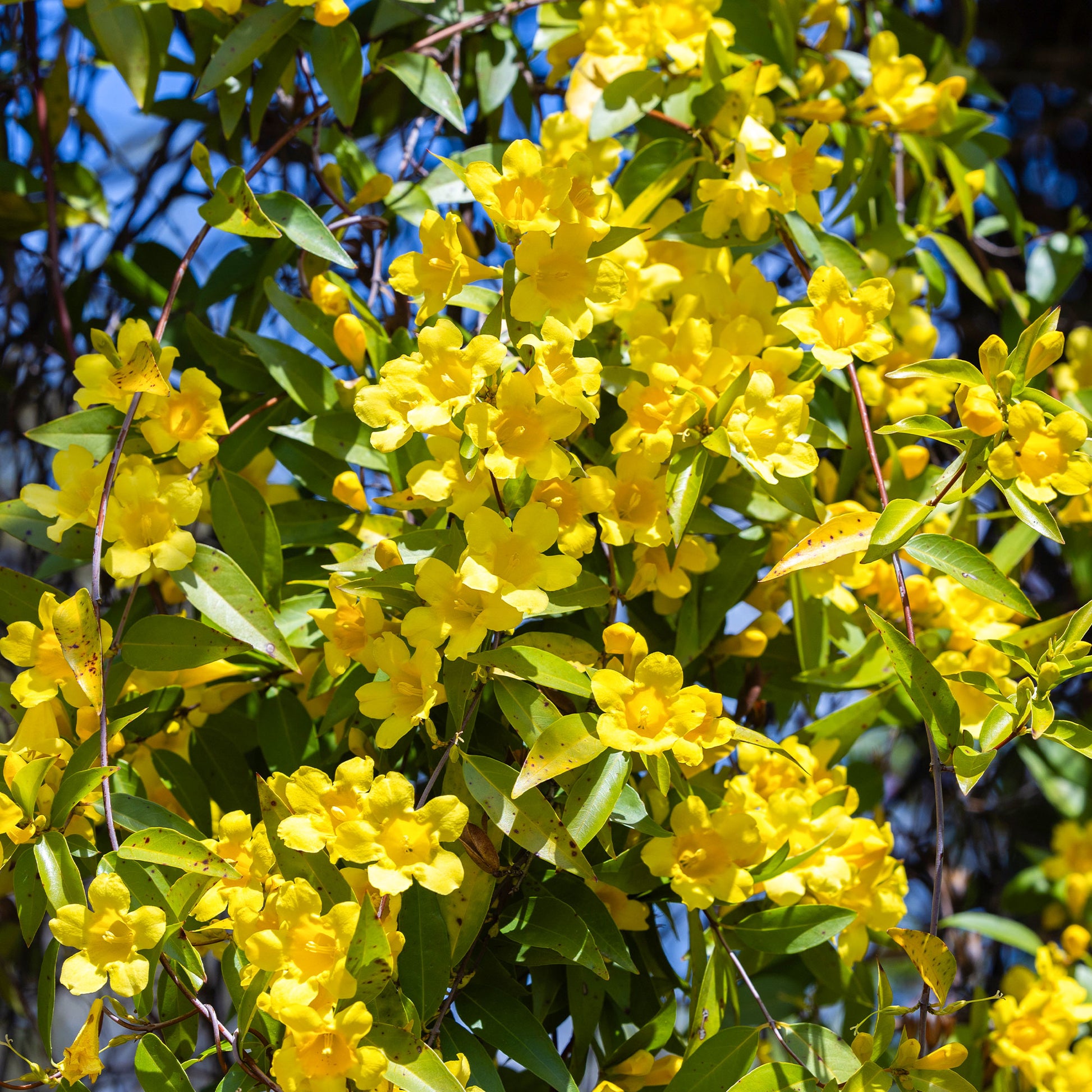 Carolina-Jasmin - Bakker