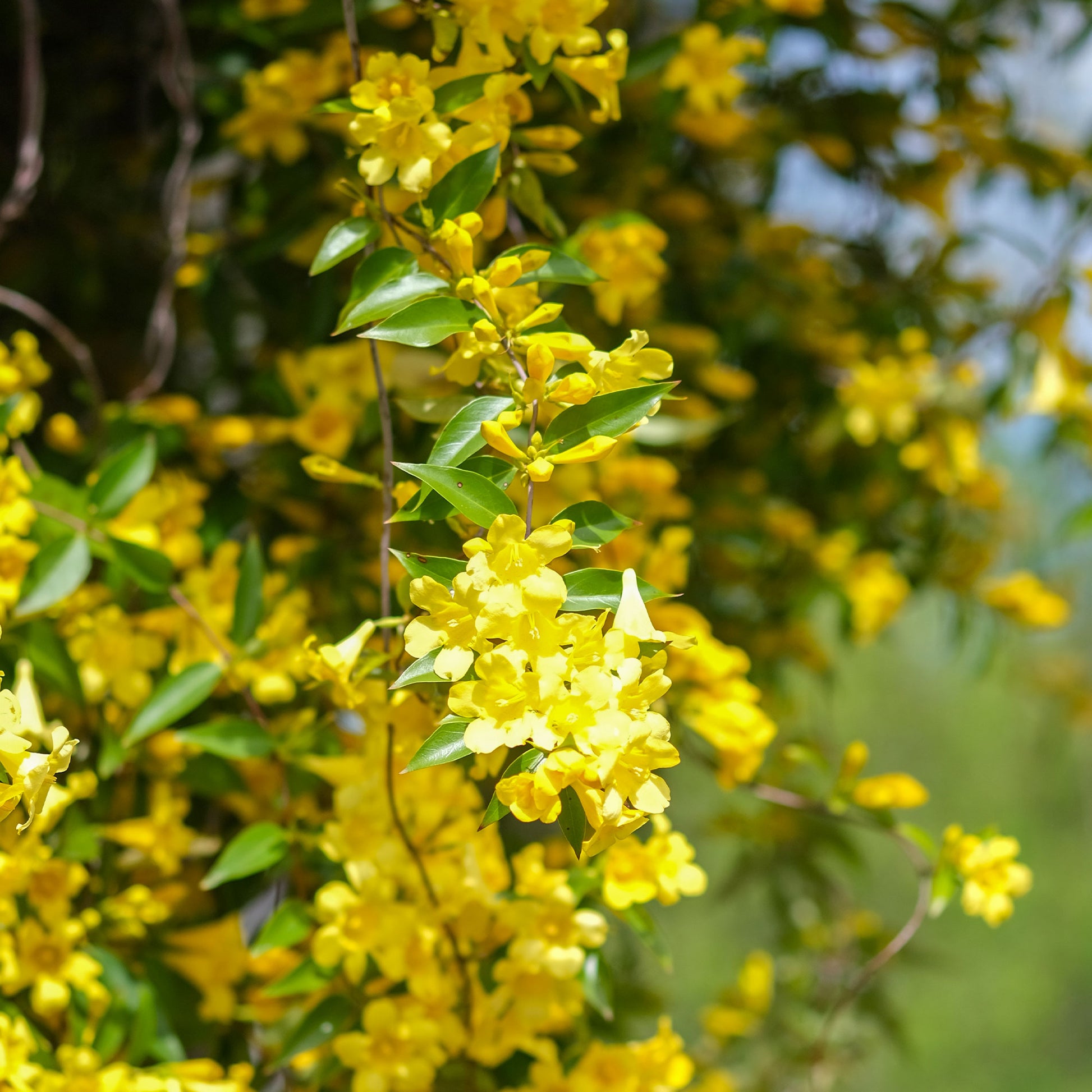 Gelsemium sempervirens - Carolina-Jasmin - Kletterpflanzen