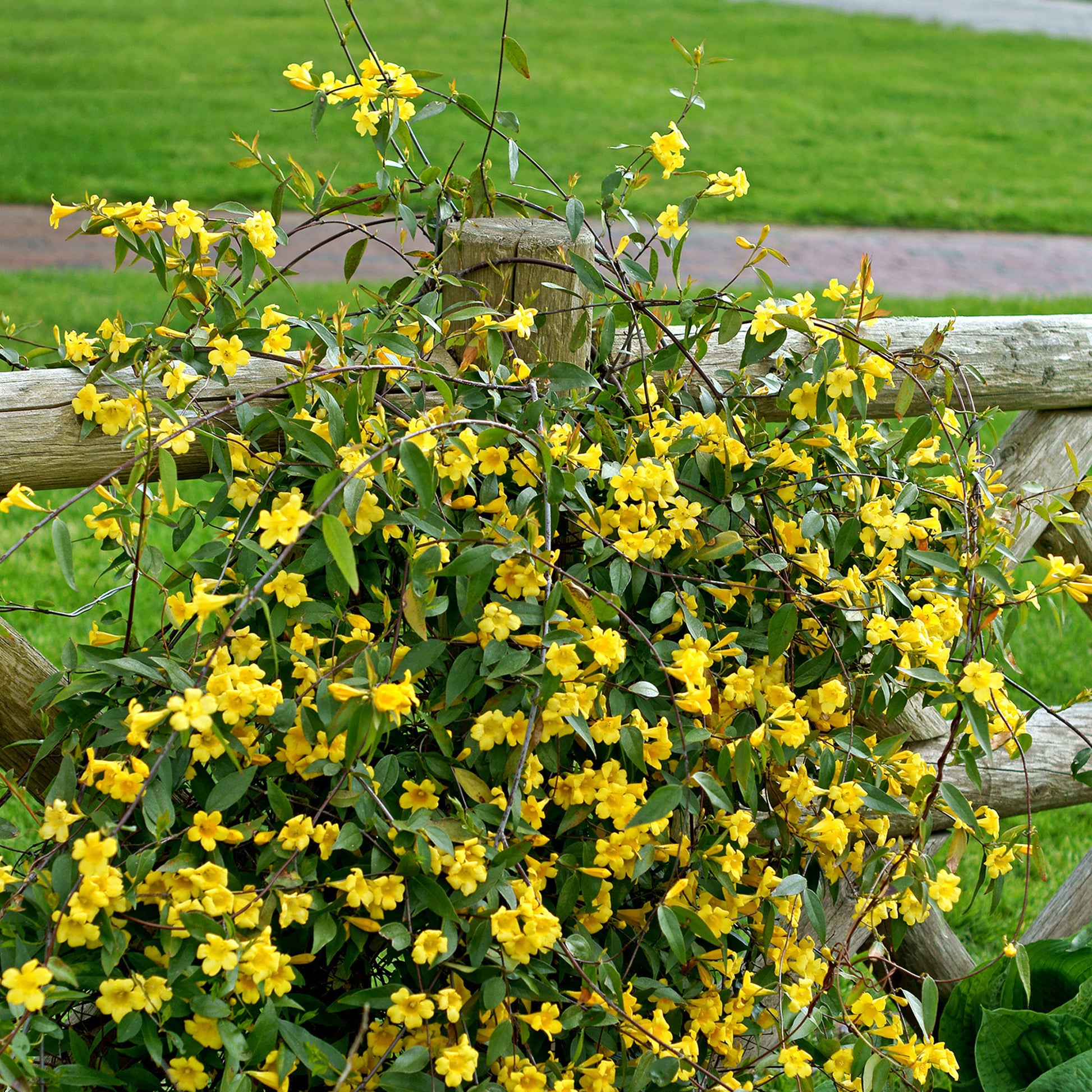 Kletterpflanzen - Carolina-Jasmin - Gelsemium sempervirens