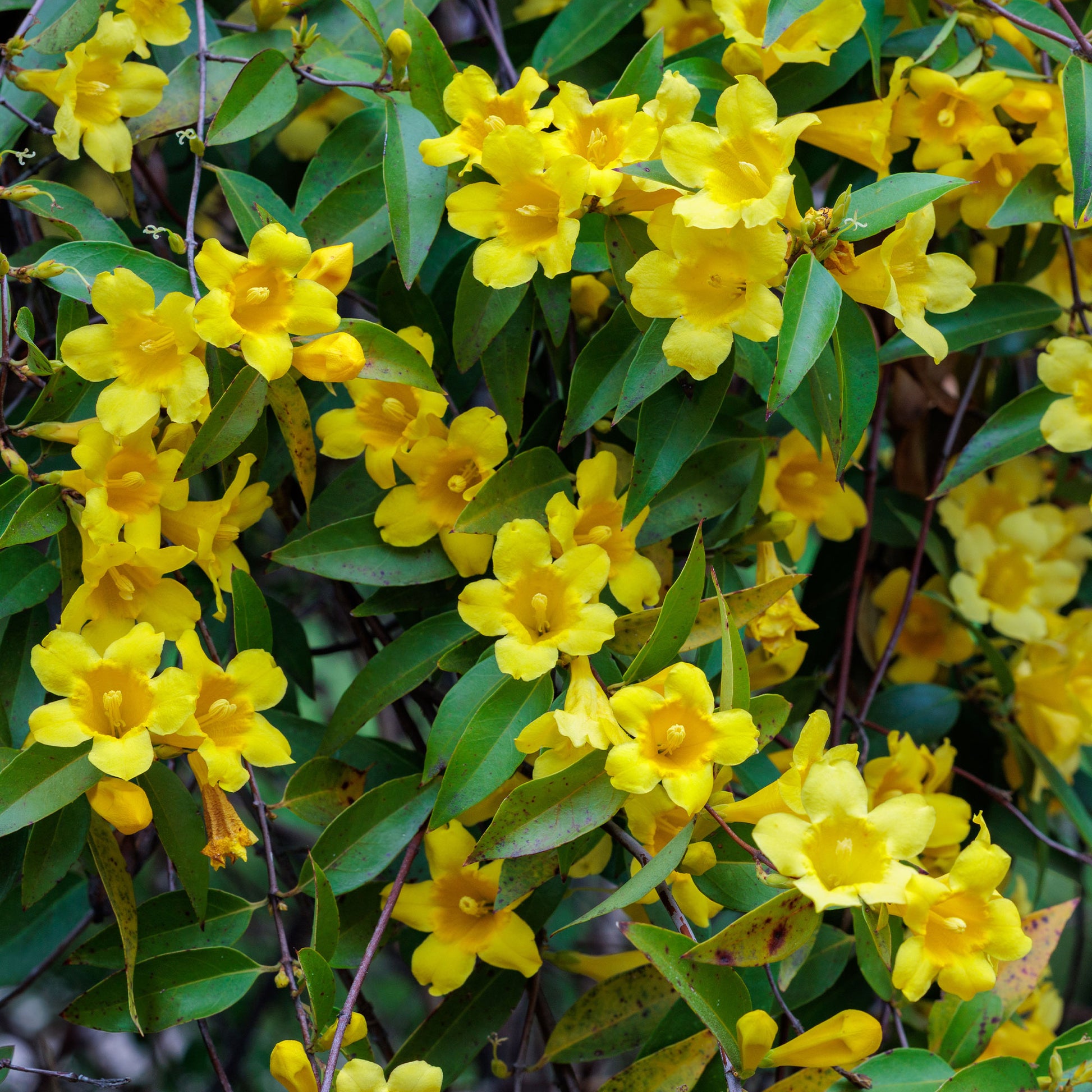 Carolina-Jasmin - Gelsemium sempervirens - Bakker