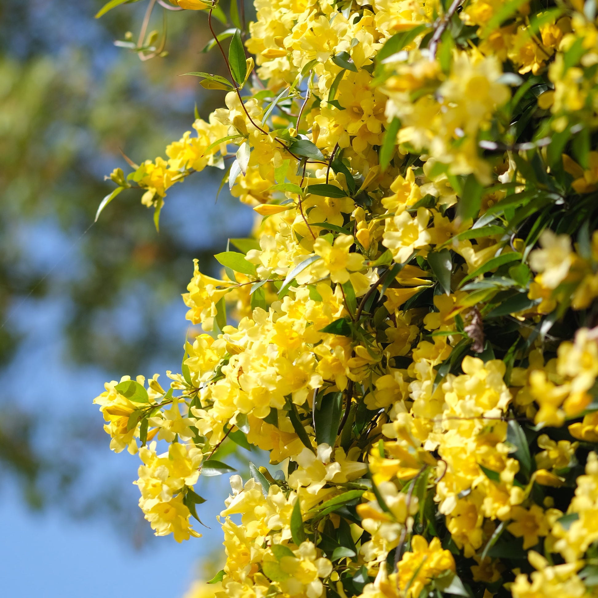 Verkauf Carolina-Jasmin