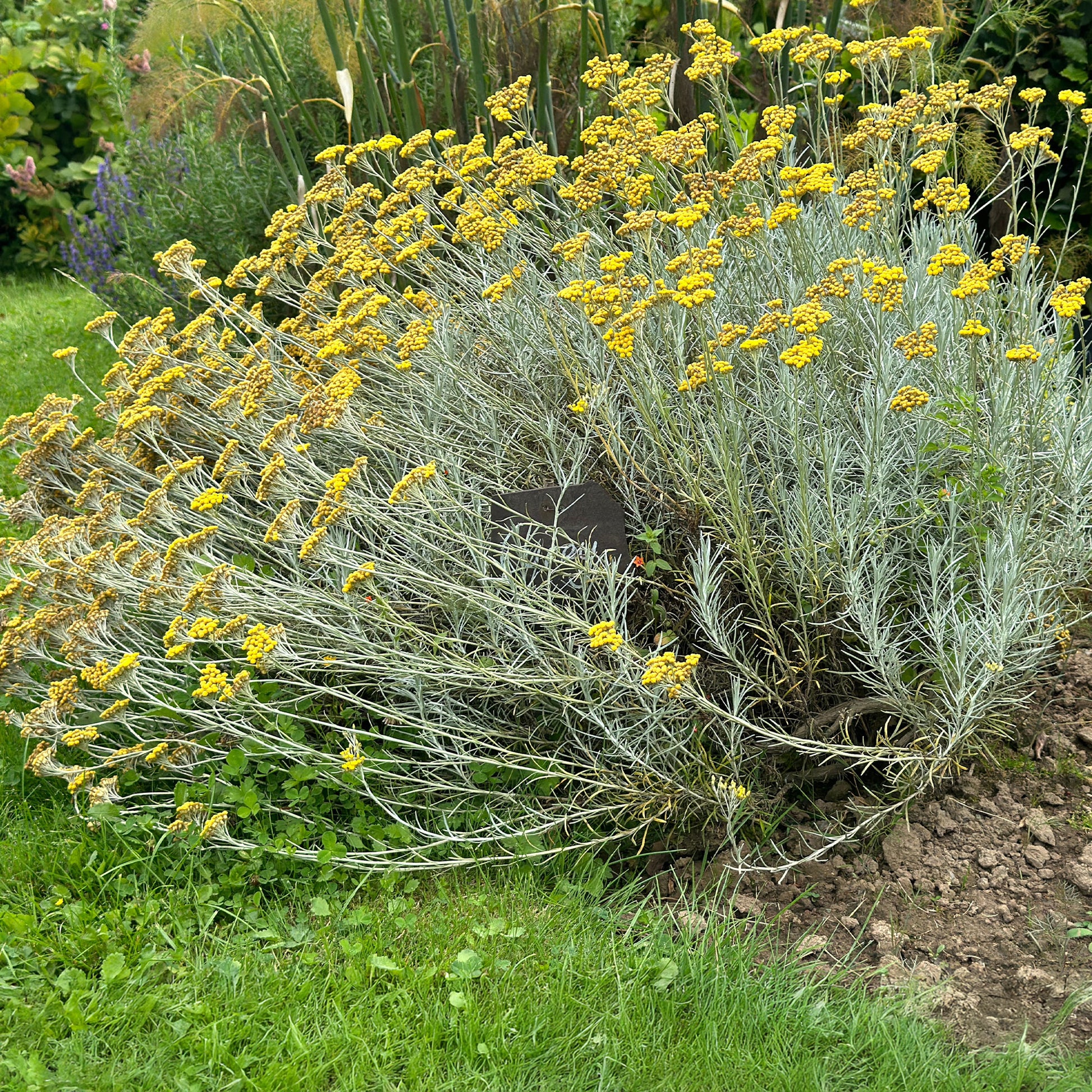Currykraut - Helichrysum italicum subsp. serotinum - Bakker