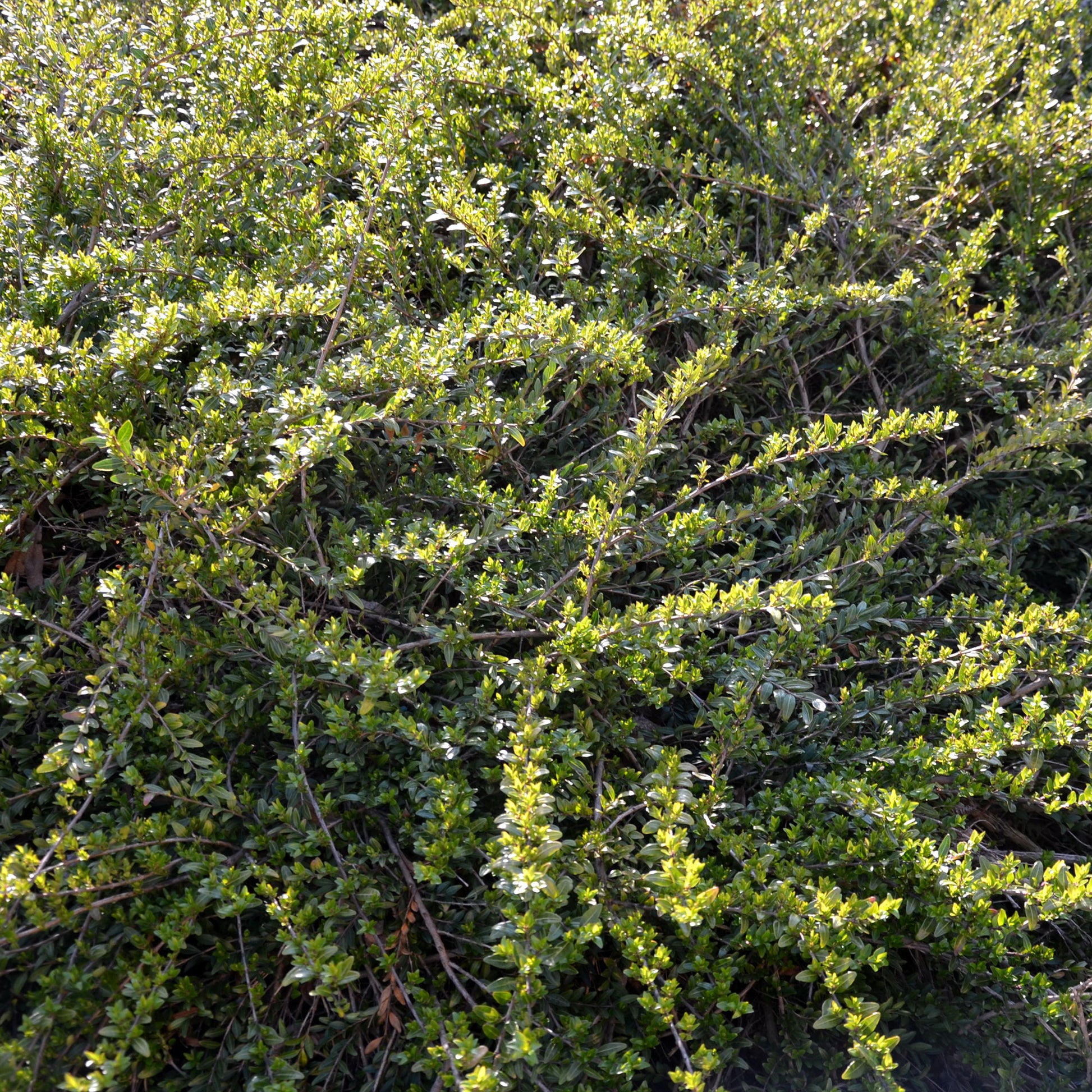 Böschungsmyrte Moss Green - Bakker