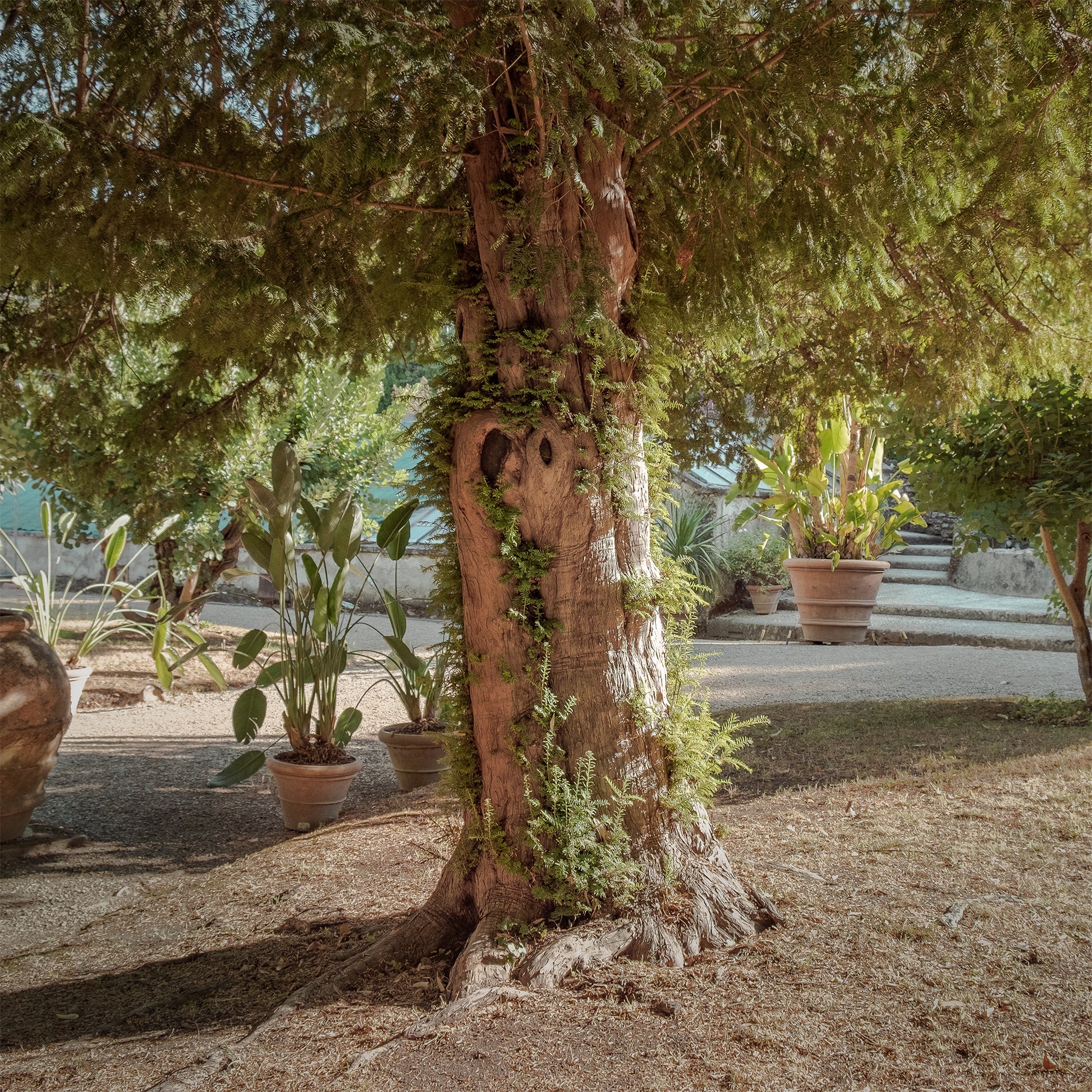 Verkauf Europäische Eibe - Taxus baccata