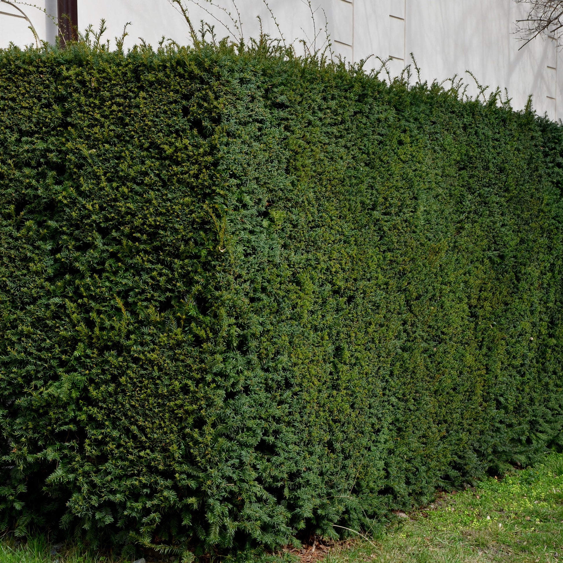 Heckensträucher - Europäische Eibe - Taxus baccata