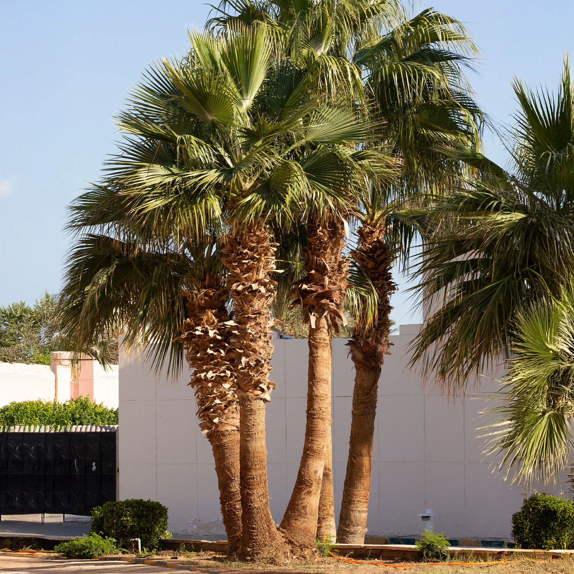 Verkauf Priesterpalme - Washingtonia filifera