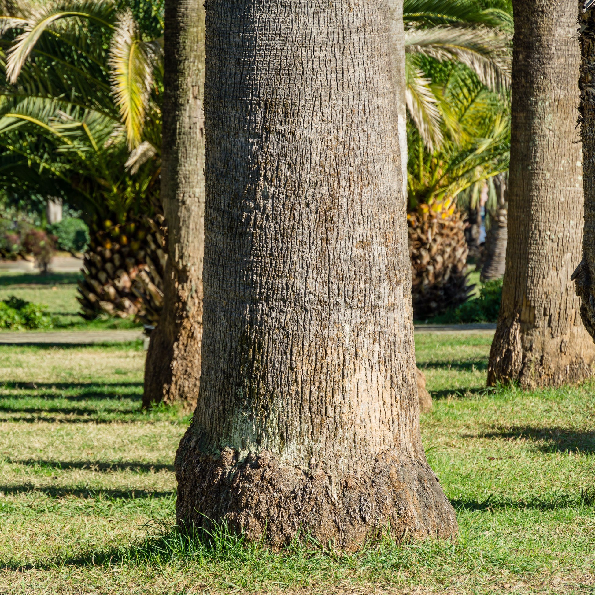 Palmen - Priesterpalme - Washingtonia filifera