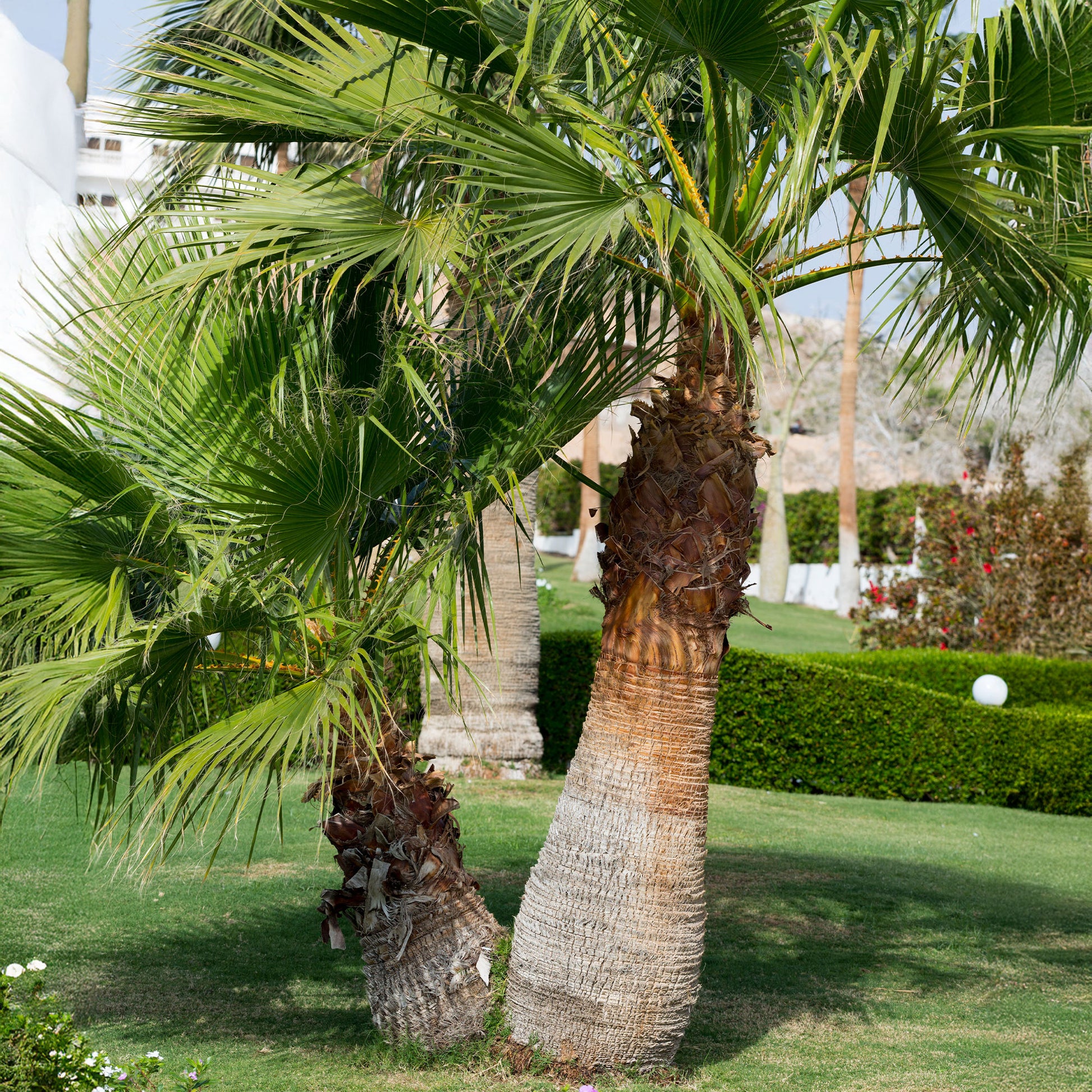 Washingtonia filifera - Priesterpalme - Palmen