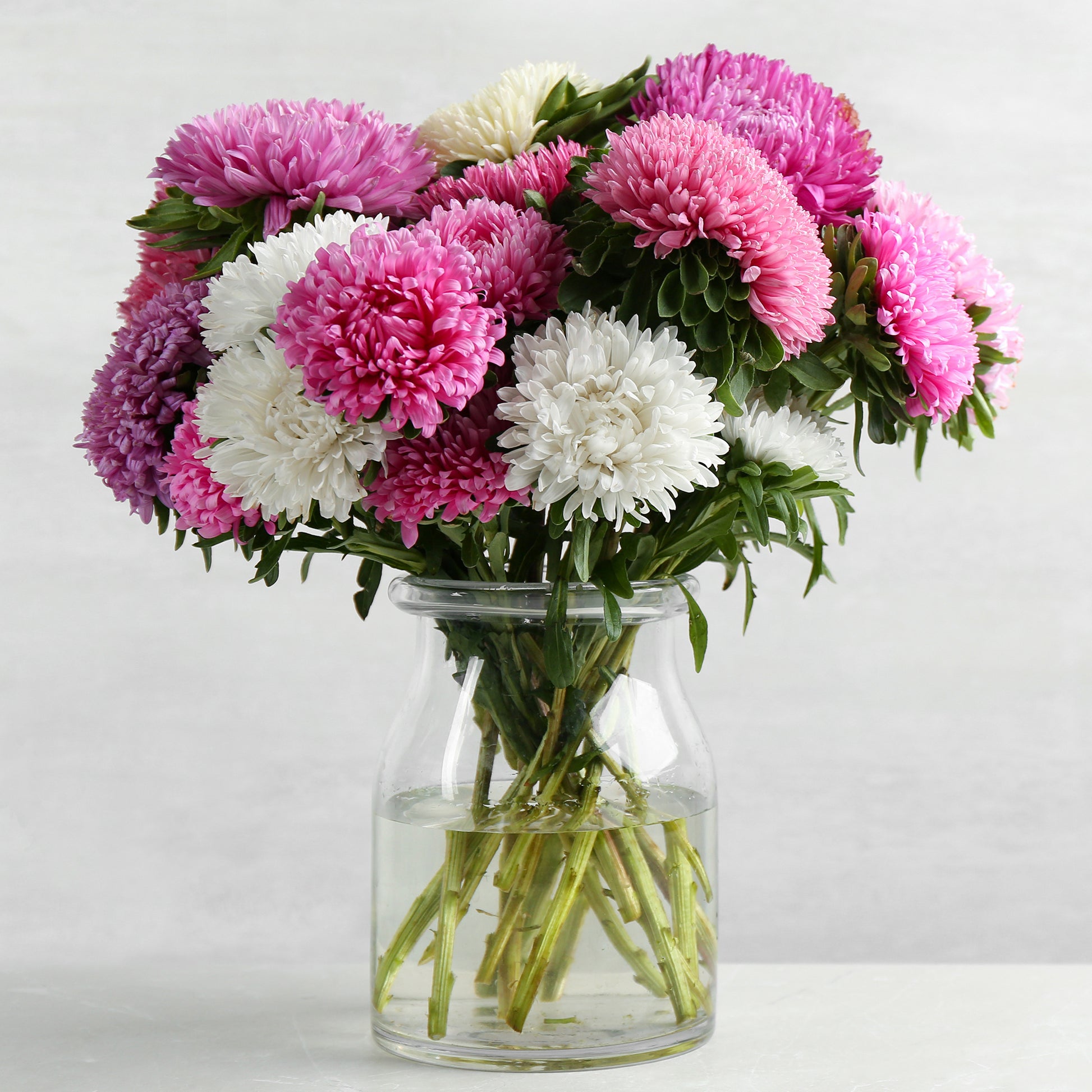 Callistephus chinensis - Chrysanthemen-blühende Aster Mischung - Samen für Blumenbeete und -ränder